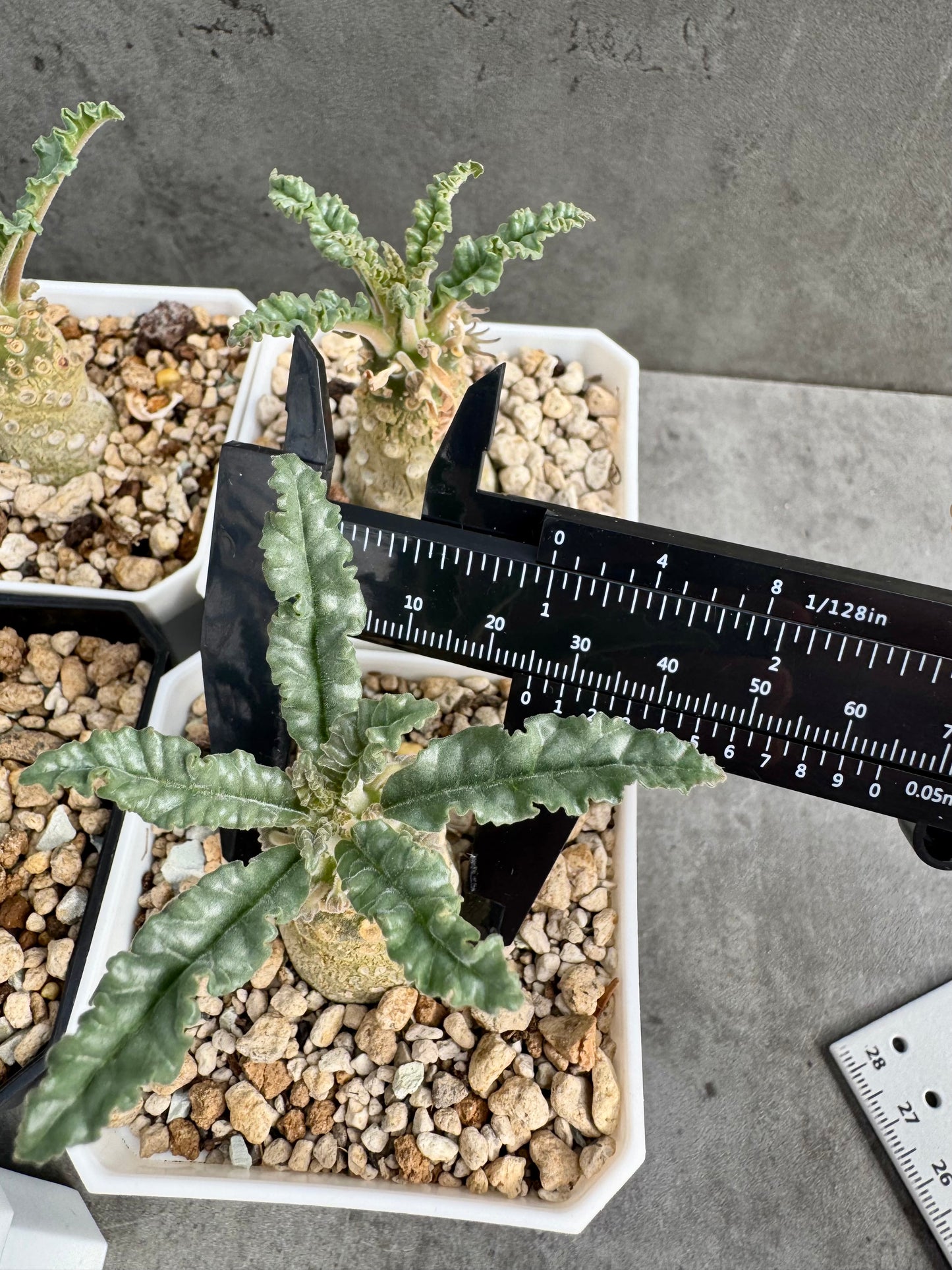 Dorstenia lavrani – Seltene Caudexpflanze mit einzigartigen Scheibenblüten