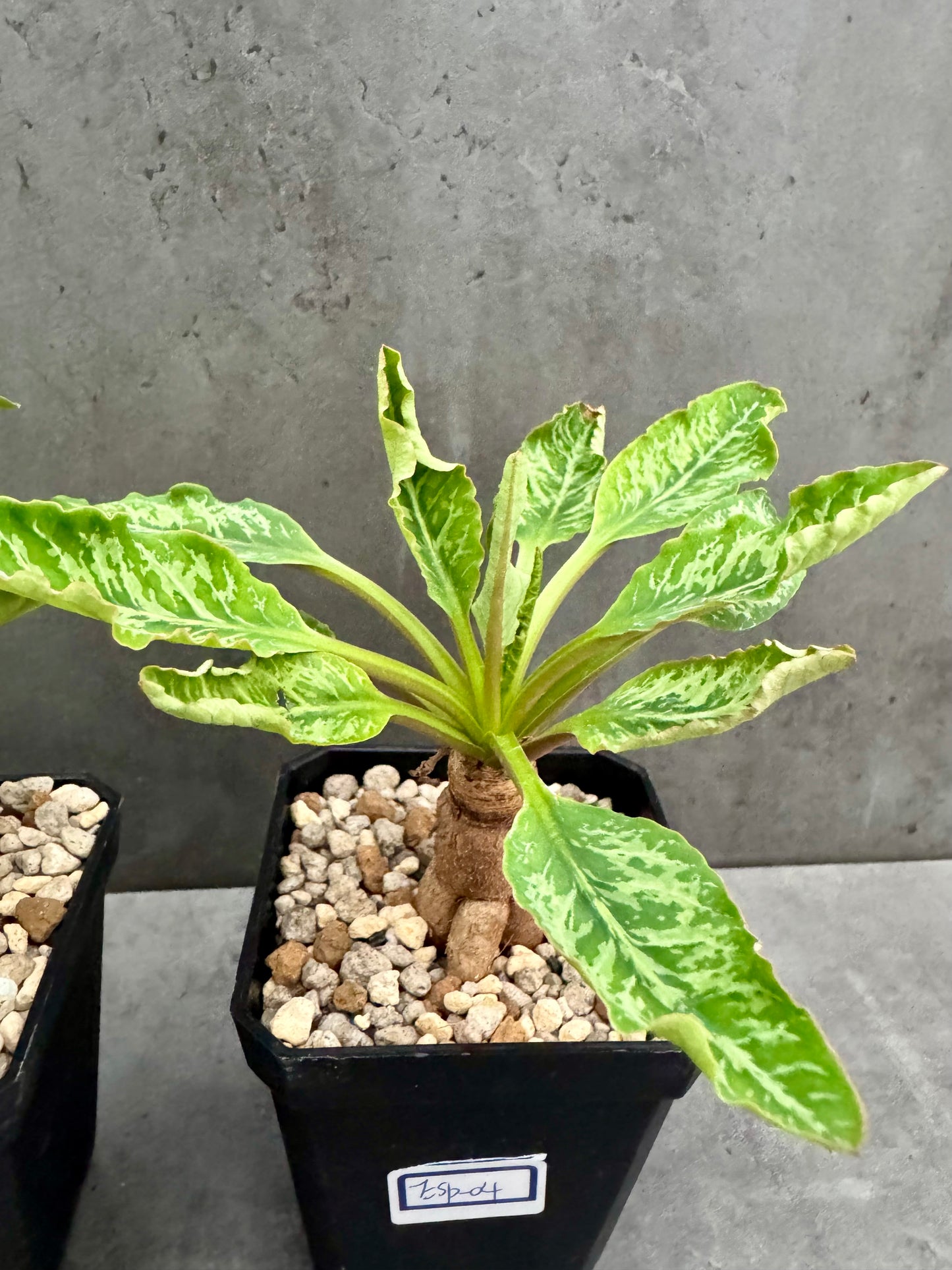 Euphorbia Spannringii fishbone
