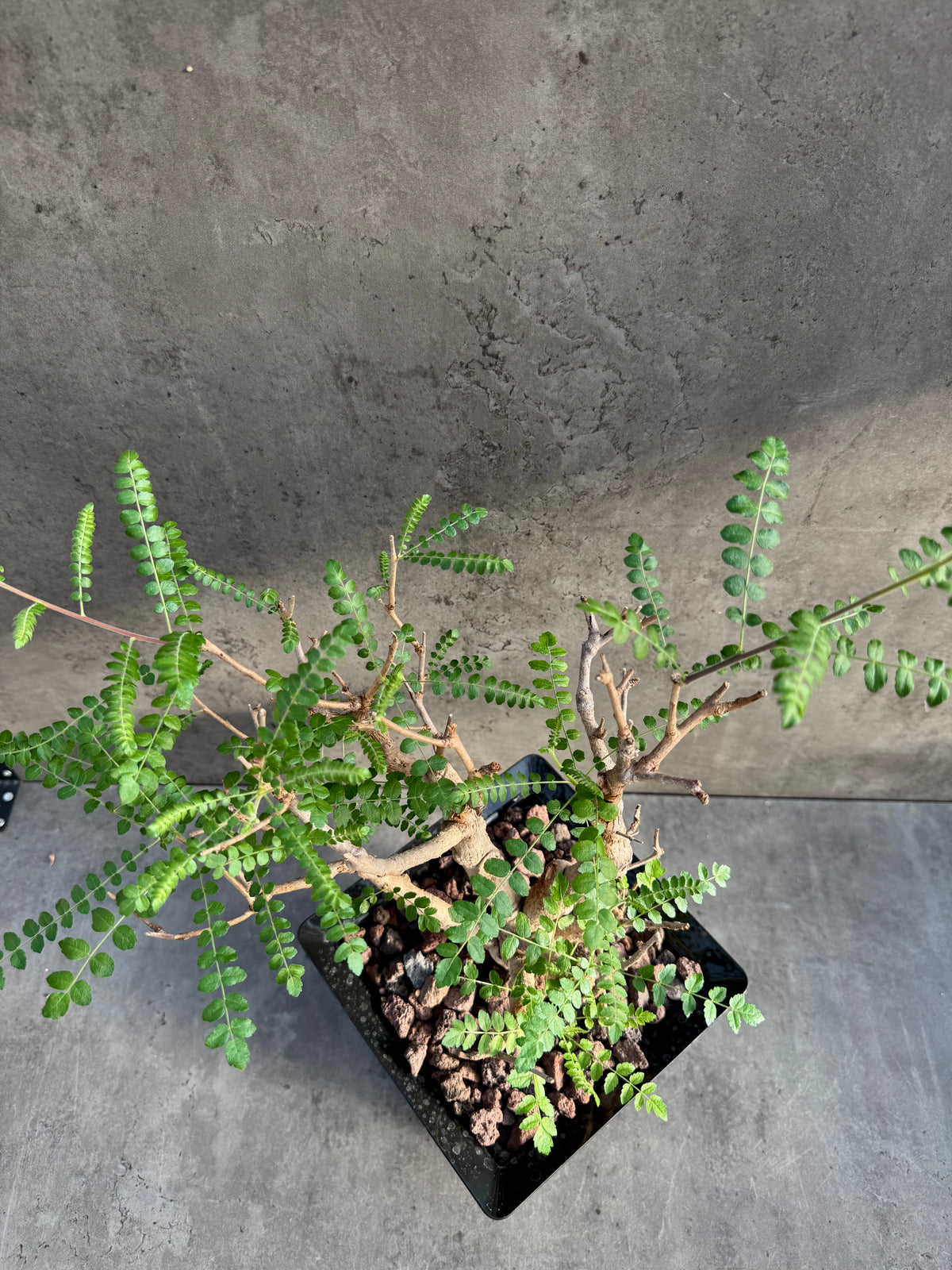 Boswellia neglecta – Afrikanischer Weihrauchbaum - XXL Exemplar