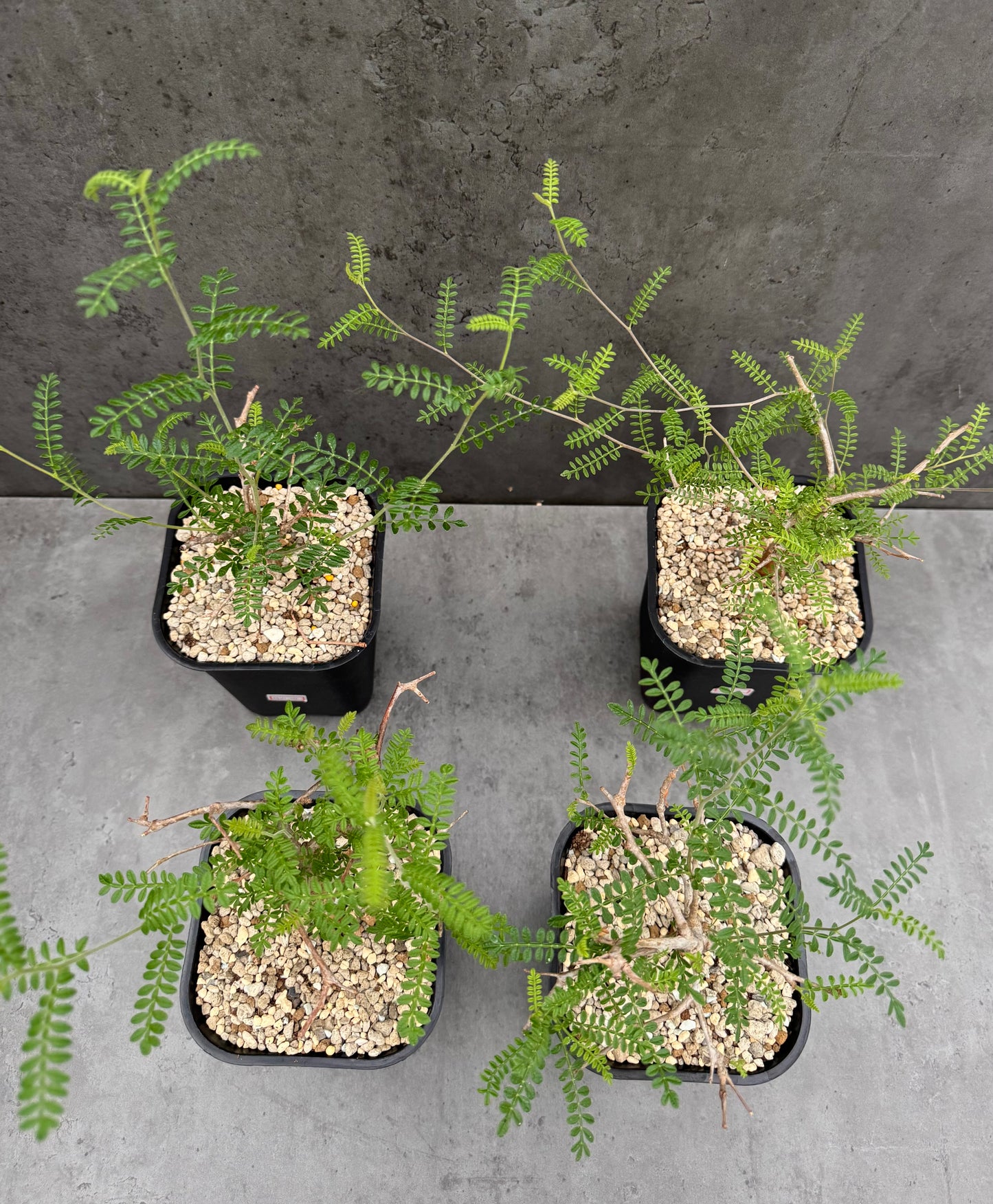 Operculicarya hyphaenoides -Rarität