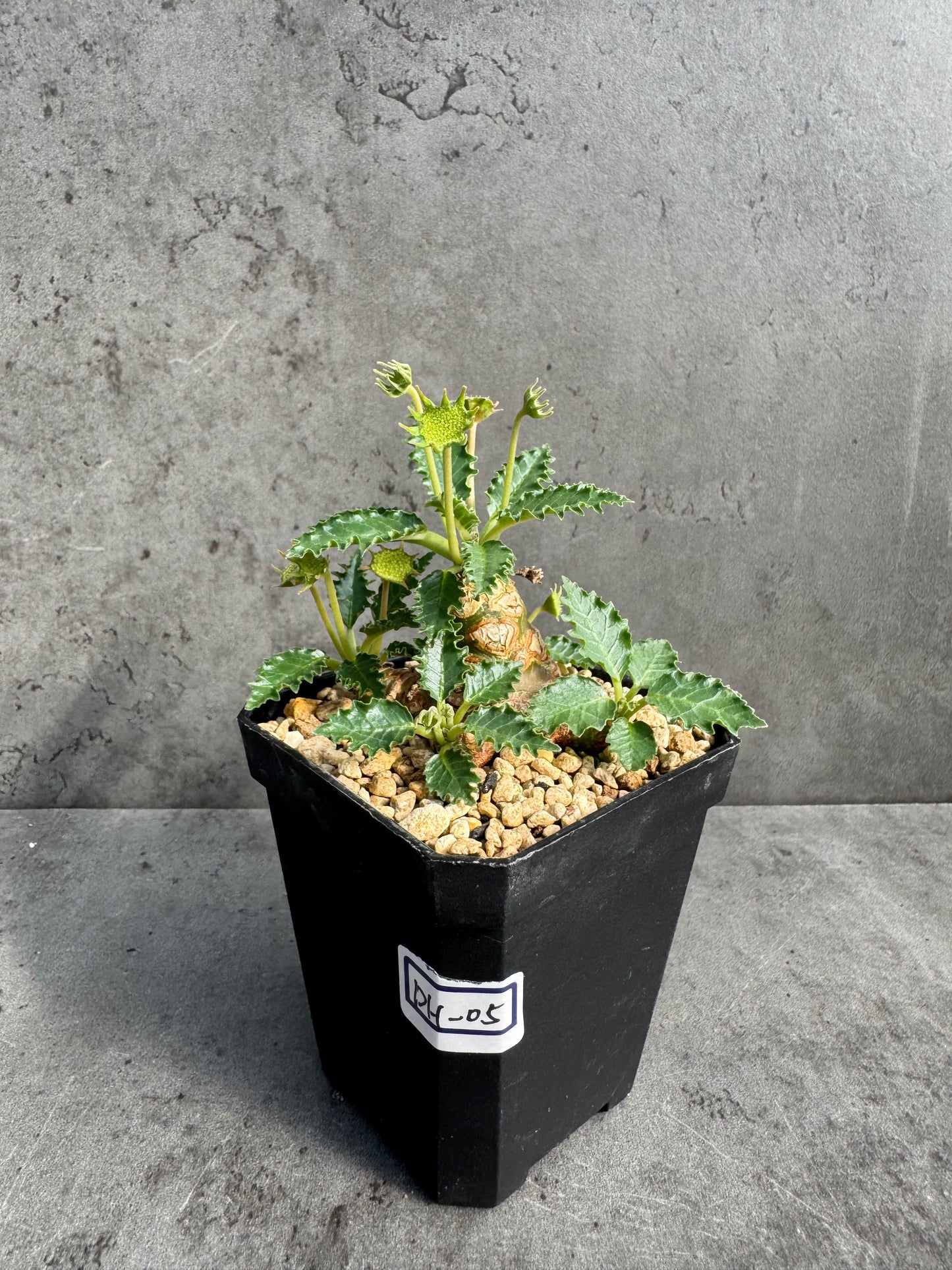 Dorstenia horwoodii