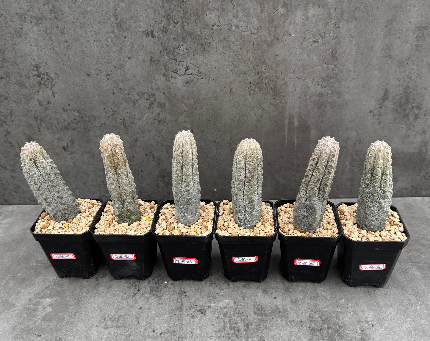 Euphorbia abdelkuri – wurzecht
