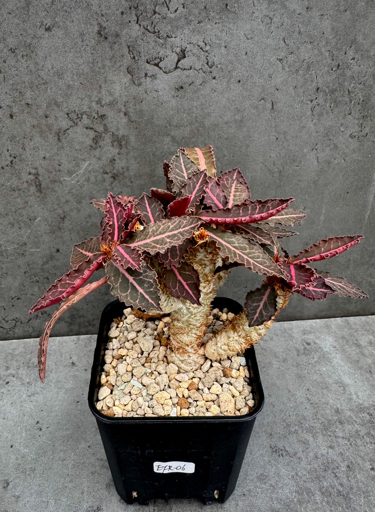 Euphorbia francoisii var. crassicaulis 'Rubrifolia' – robust kultiviert in rein mineralischem Substrat.