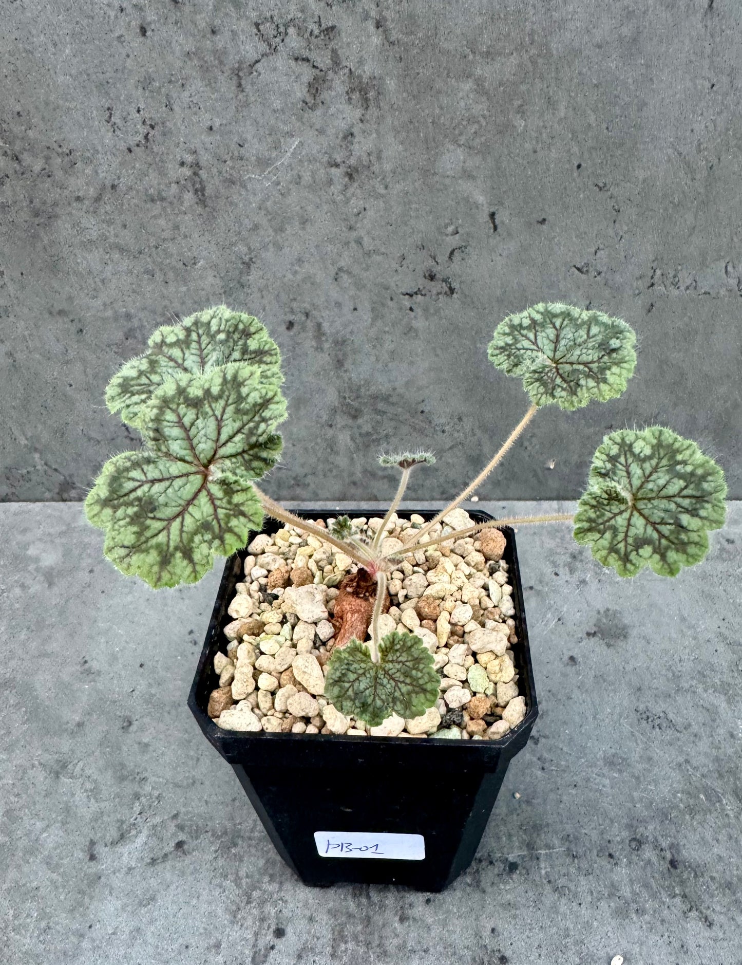 Pelargonium barklyi