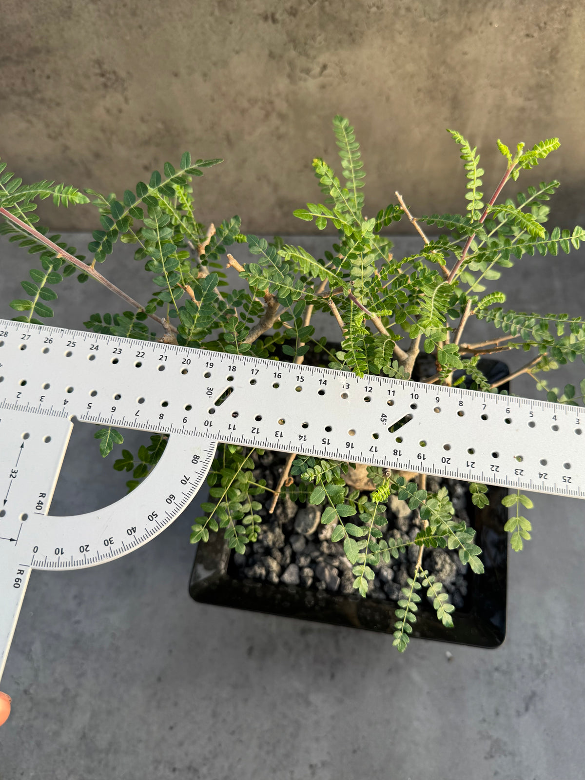 Boswellia neglecta – Afrikanischer Weihrauchbaum - XL Exemplar
