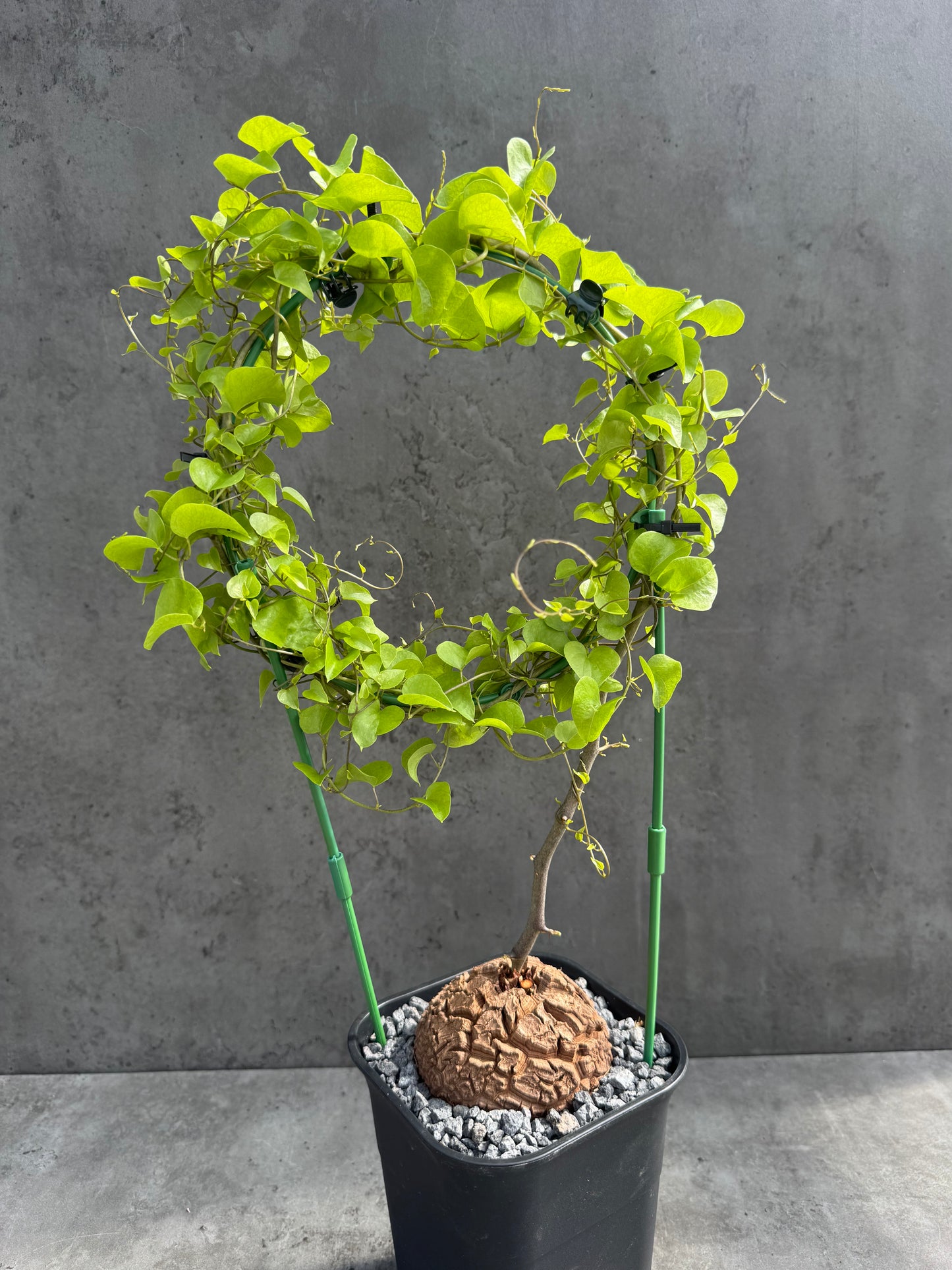 Dioscorea elephantipes – vollständig bewurzeltes Exemplar – Dioe-04