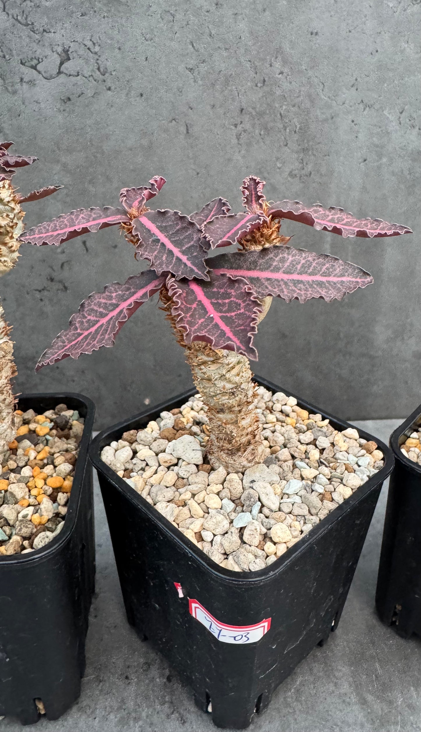 Euphorbia francoisii var. crassicaulis 'Rubrifolia' – robust kultiviert in rein mineralischem Substrat.