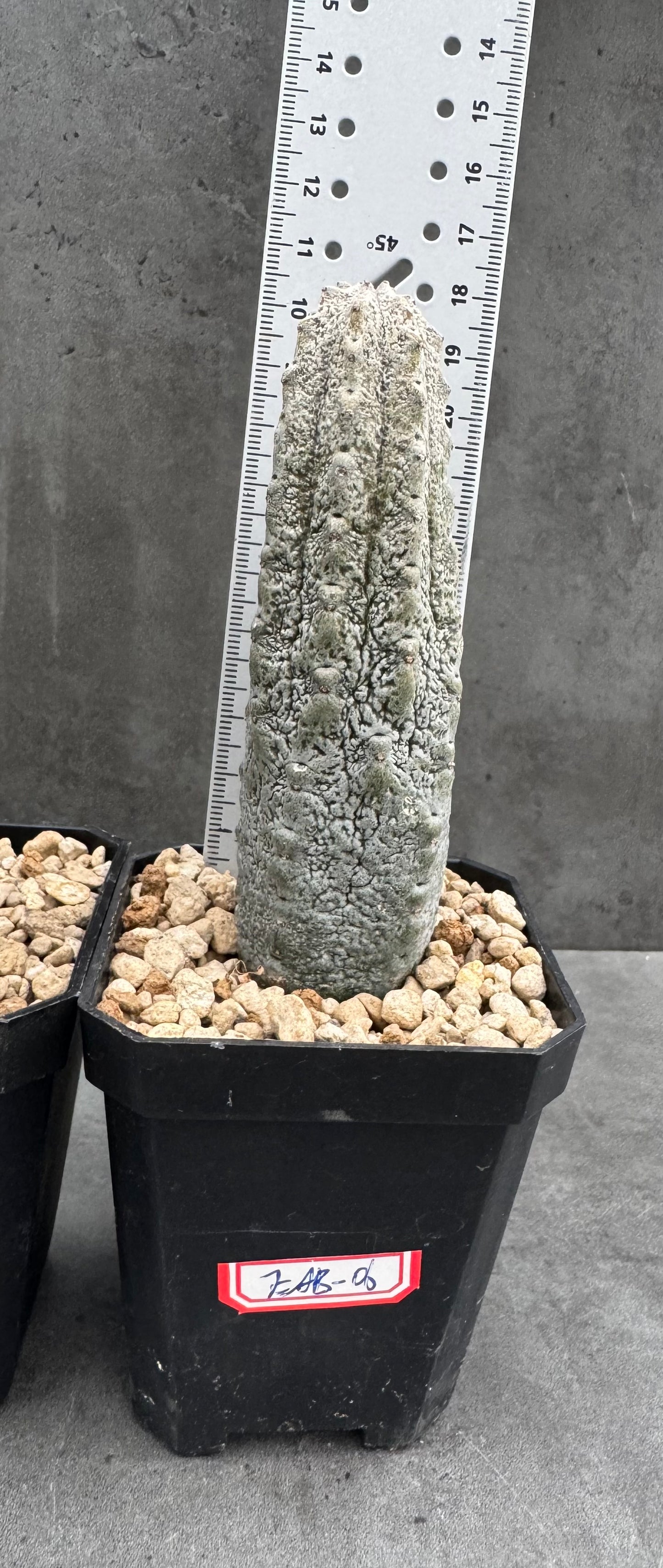 Euphorbia abdelkuri – wurzecht