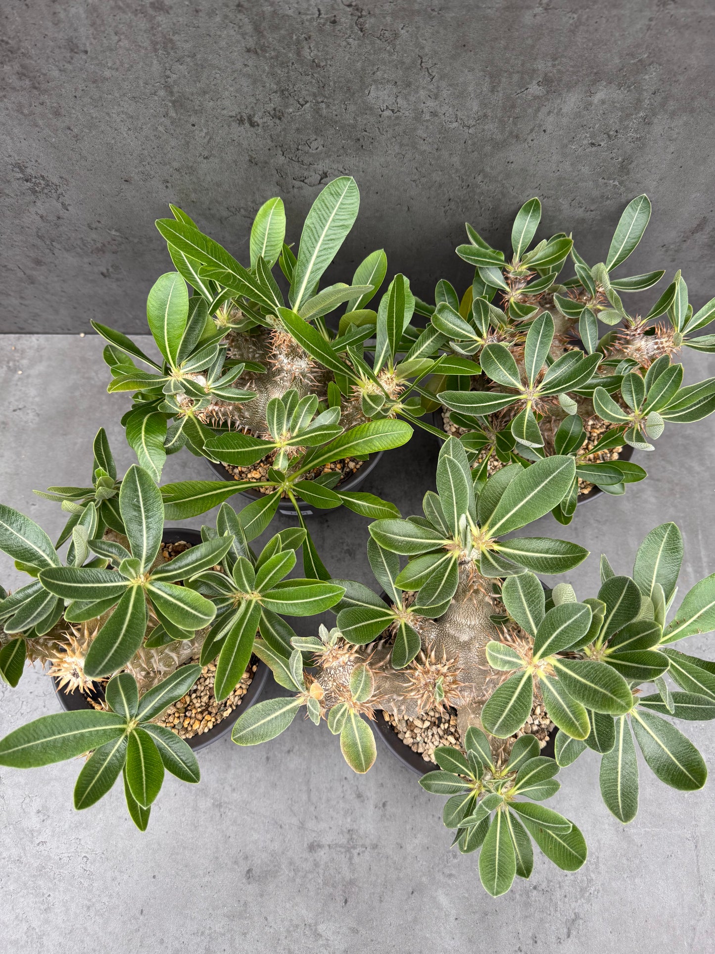 Pachypodium densiflorum große Pflanzen