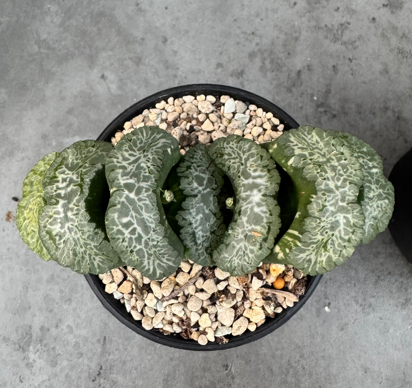 Haworthia Truncata 'Hokusai - Semi-variegata
