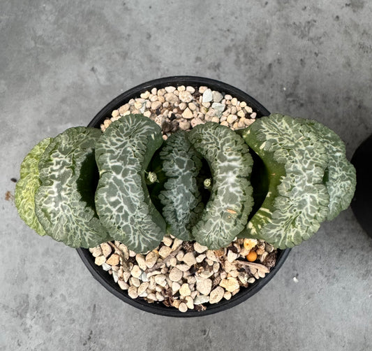 Haworthia Truncata 'Hokusai - Semi-variegata