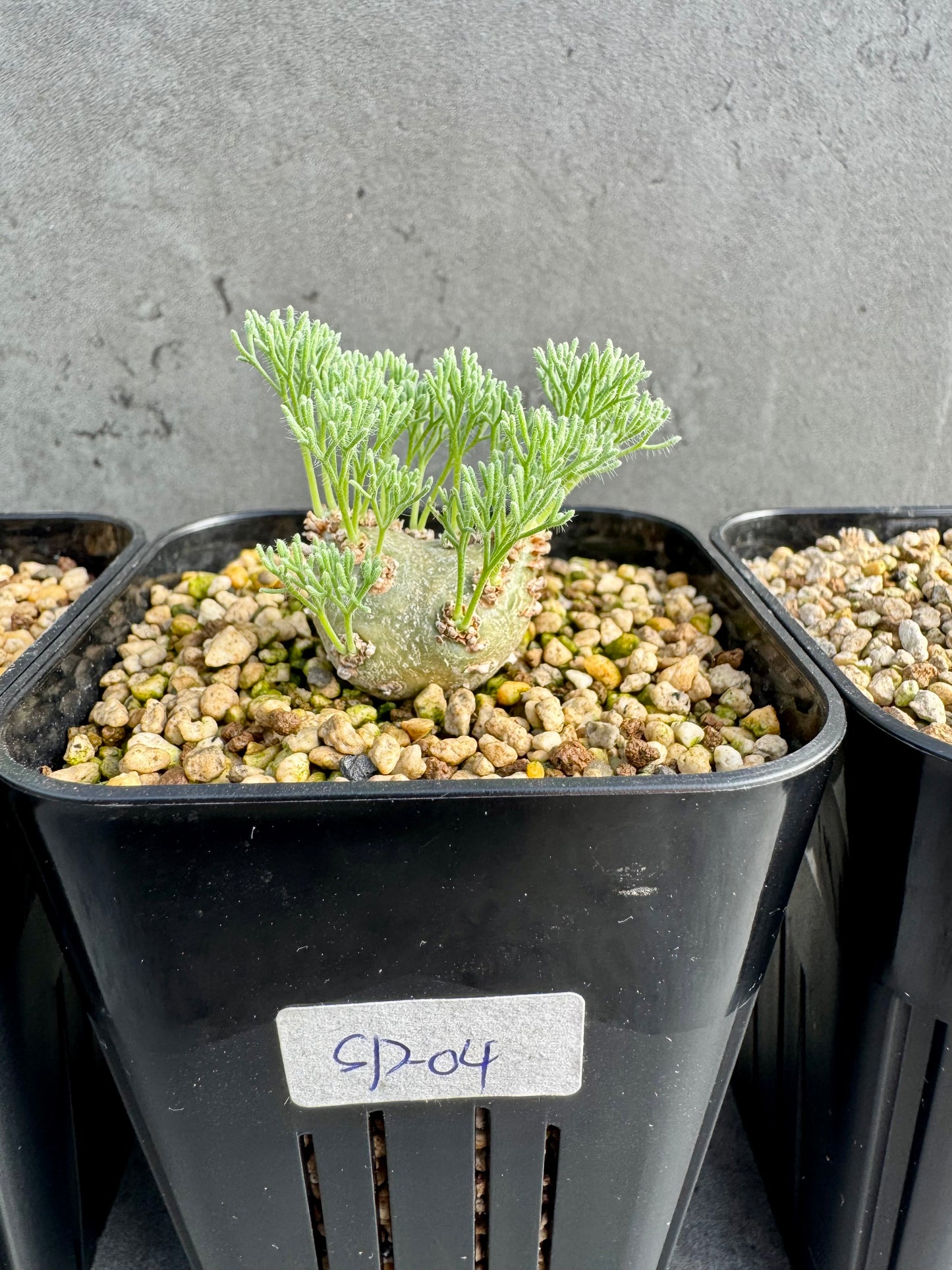 Sarcocaulon peniculinum