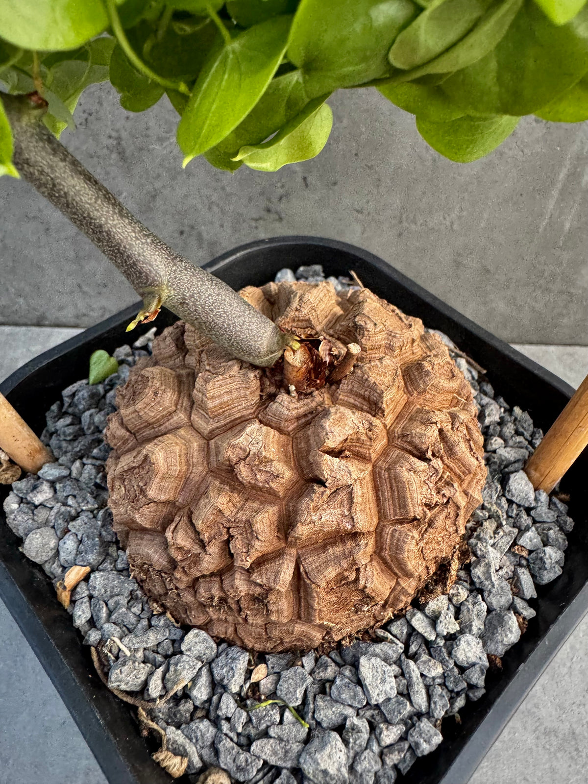 Dioscorea elephantipes – vollständig bewurzeltes Exemplar – Dio-08
