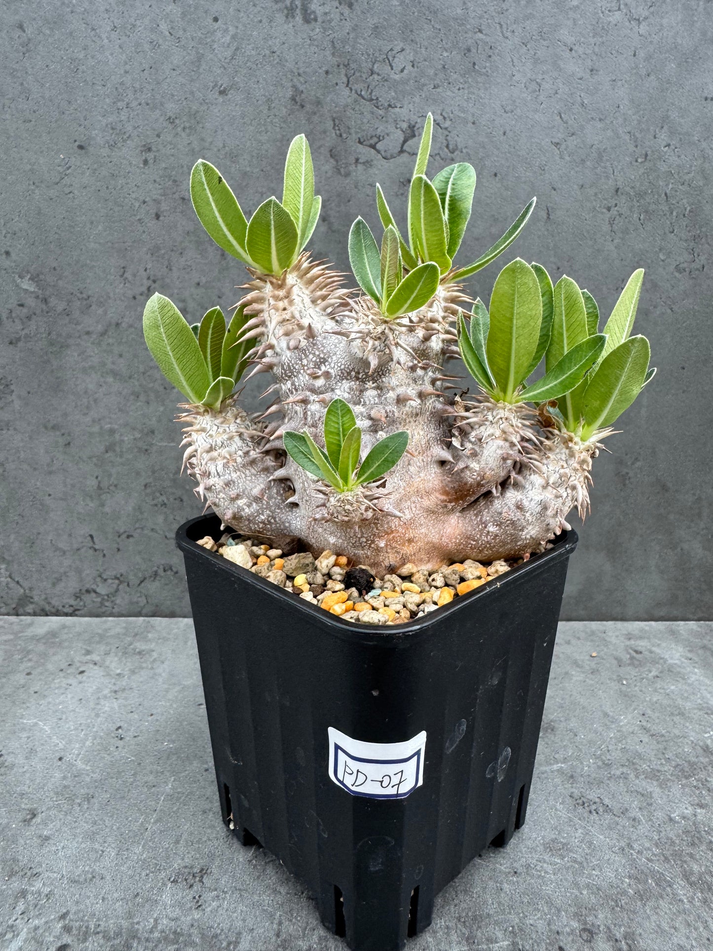 Pachypodium densiflorum