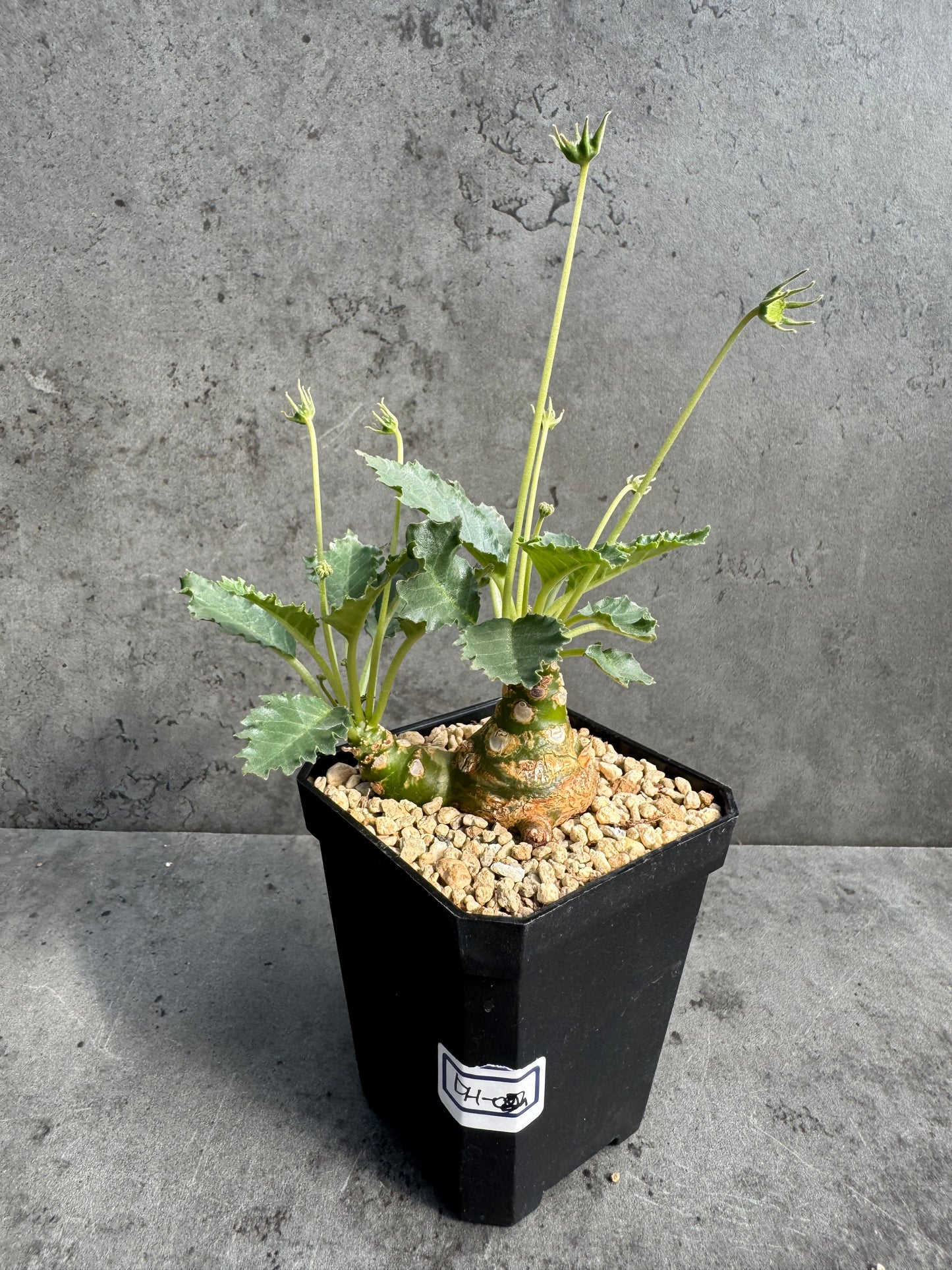 Dorstenia horwoodii