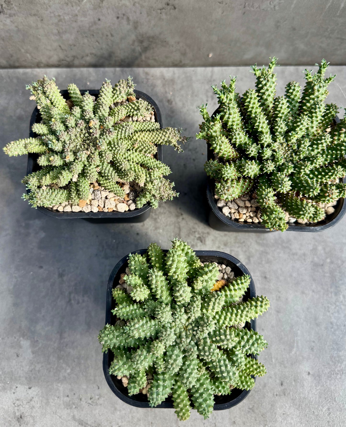 Euphorbia atroviridis