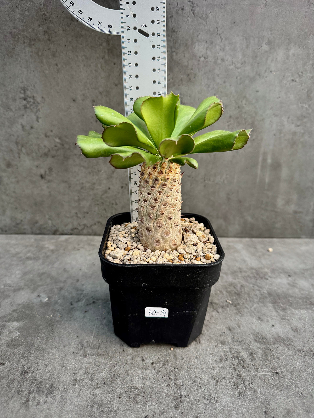 Euphorbia unispina