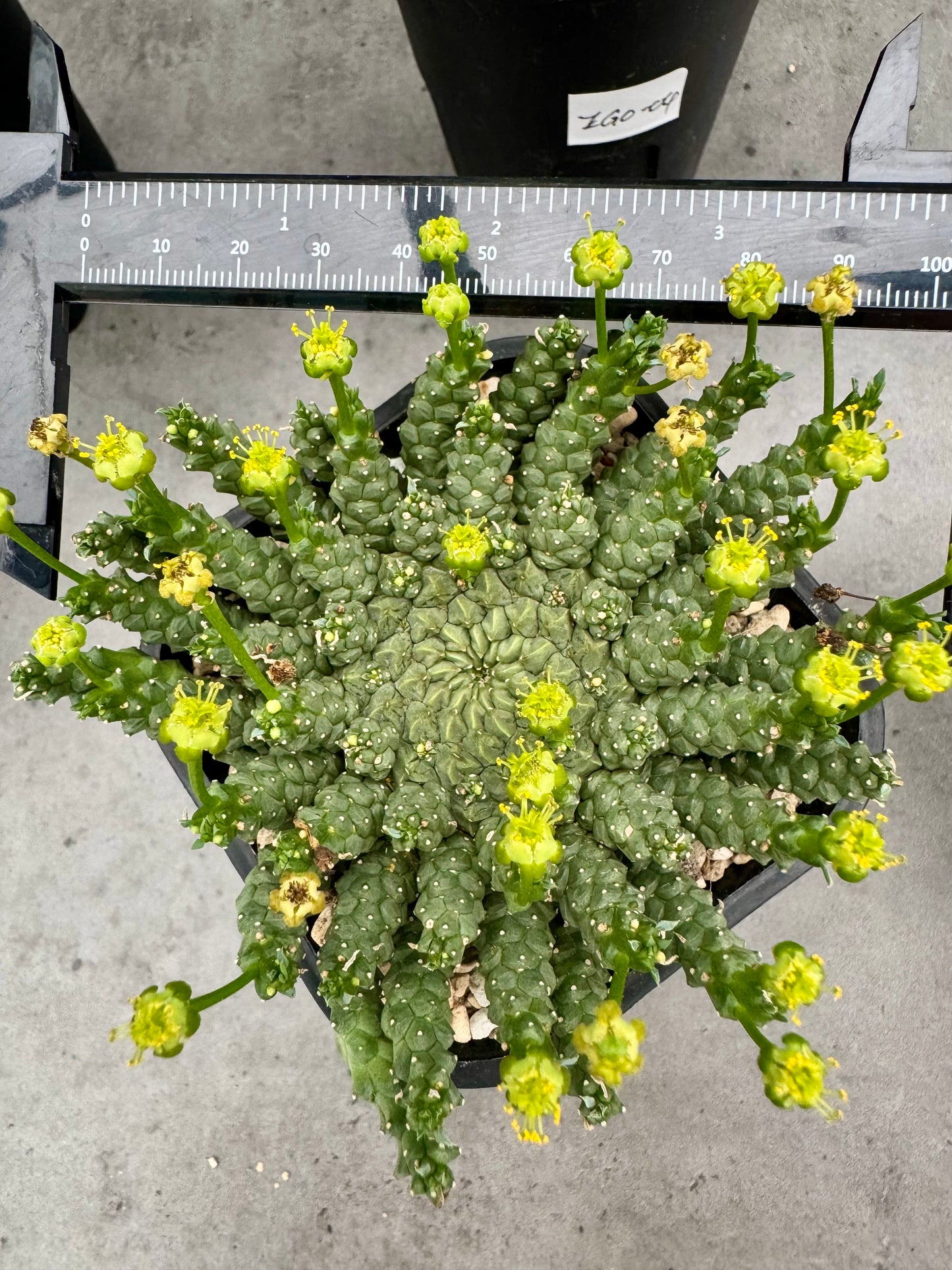 Euphorbia gorgonis