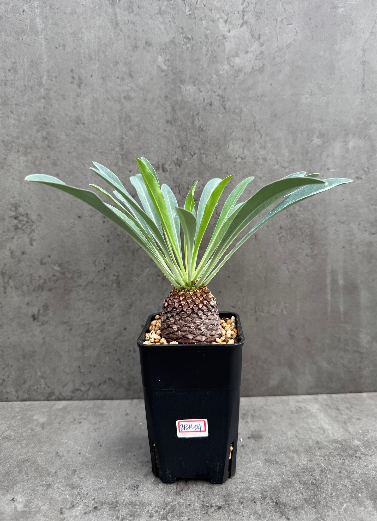 Euphorbia bupleurifolia- mittlere Größe