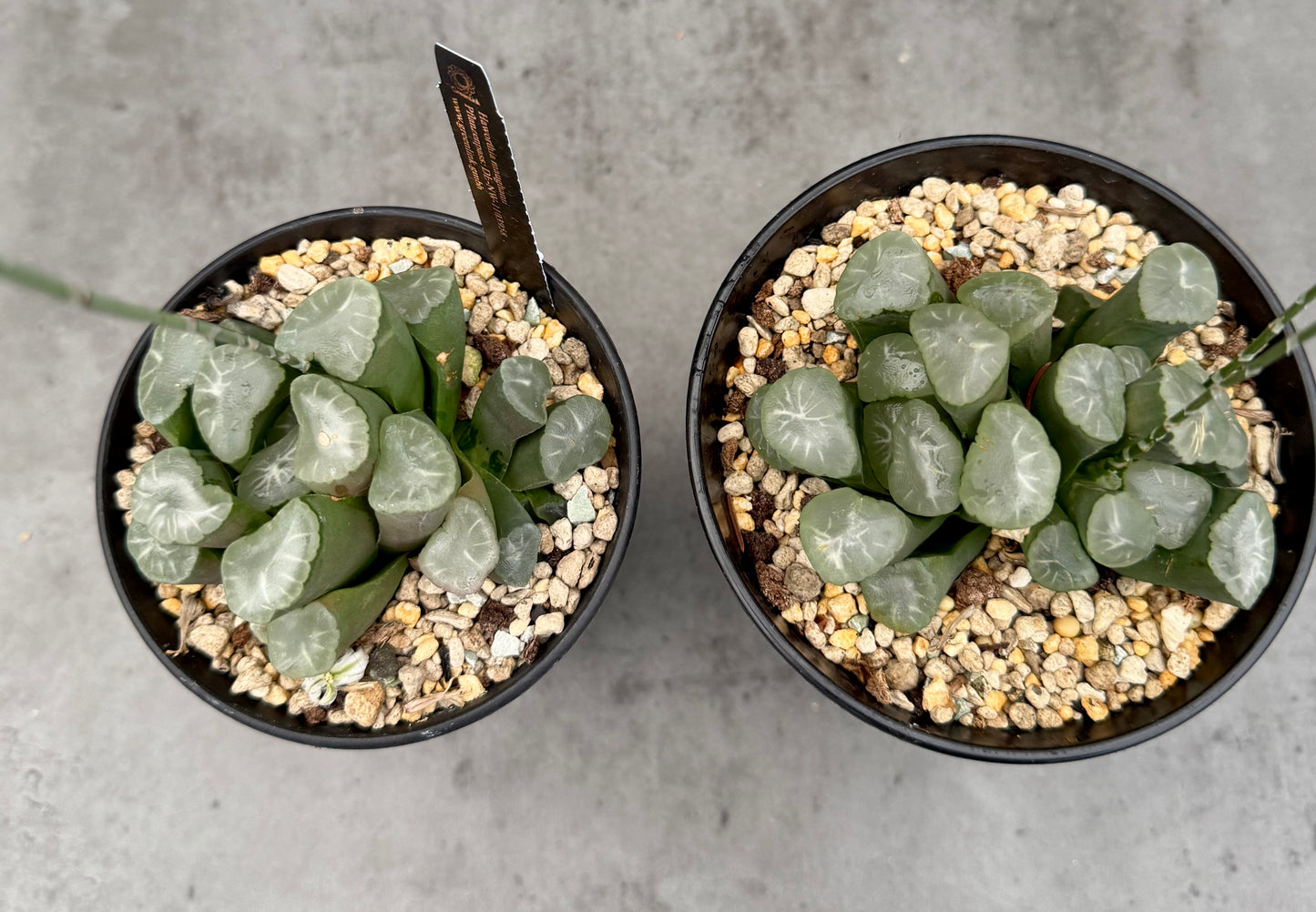 Haworthia maughanii