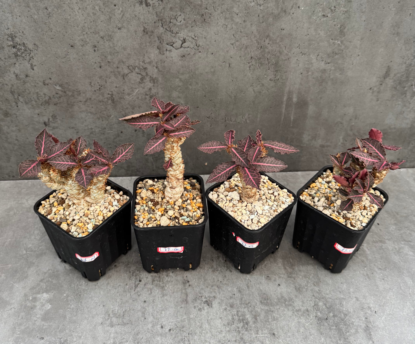 Euphorbia francoisii var. crassicaulis 'Rubrifolia' – robust kultiviert in rein mineralischem Substrat.