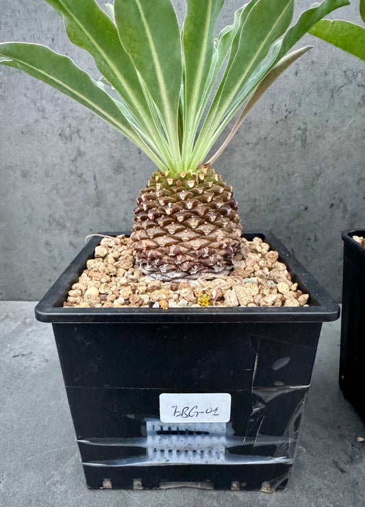 Euphorbia bupleurifolia – Exklusive Caudexpflanze mit Palmen- & Ananasoptik (große Exemplare)