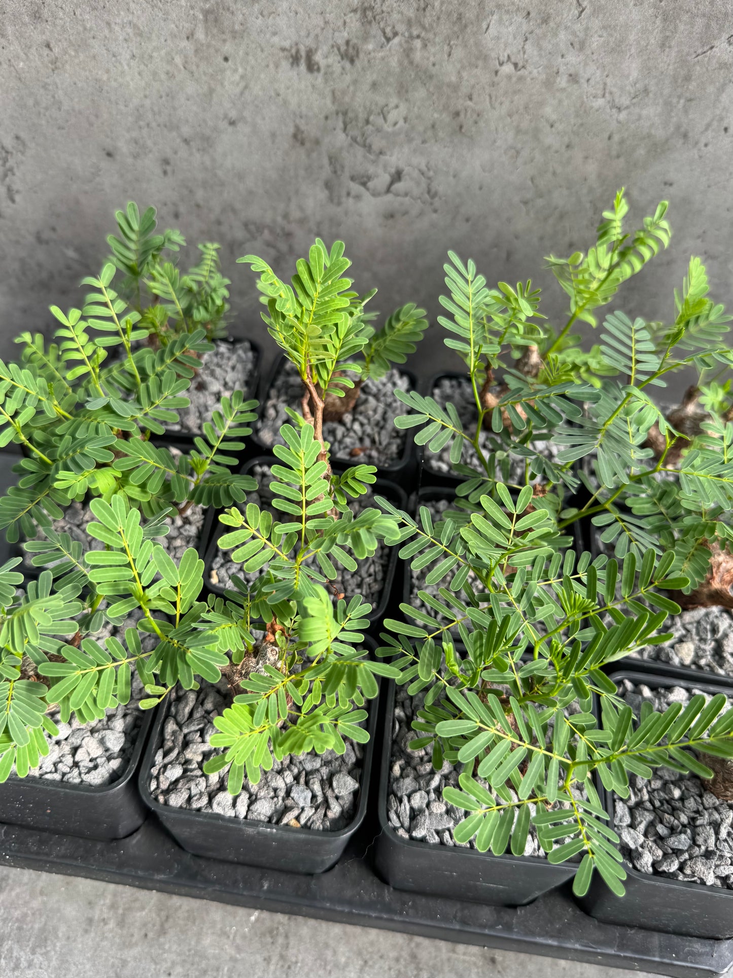 Senna meridionalis
