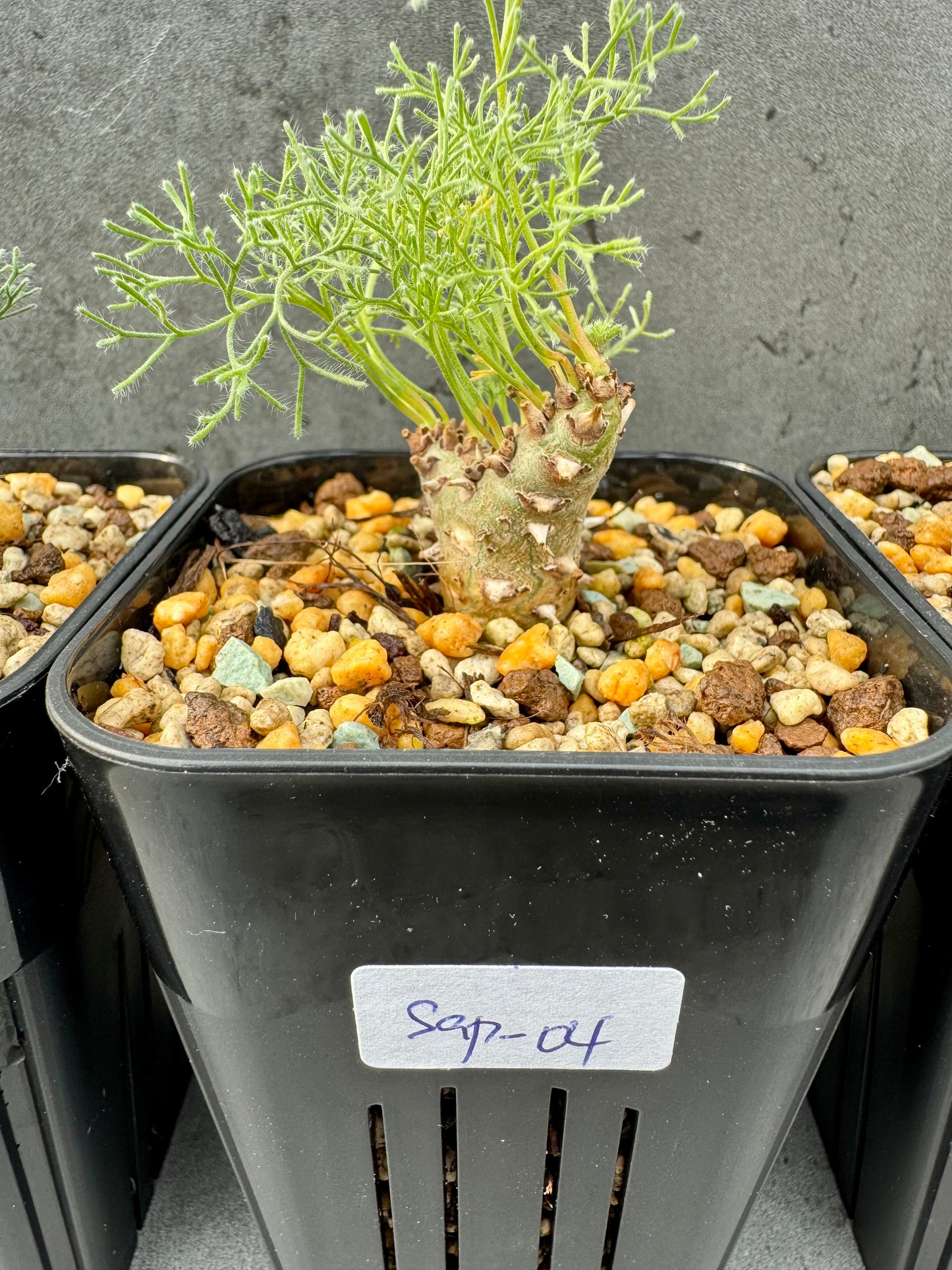 Sarcocaulon peniculinum