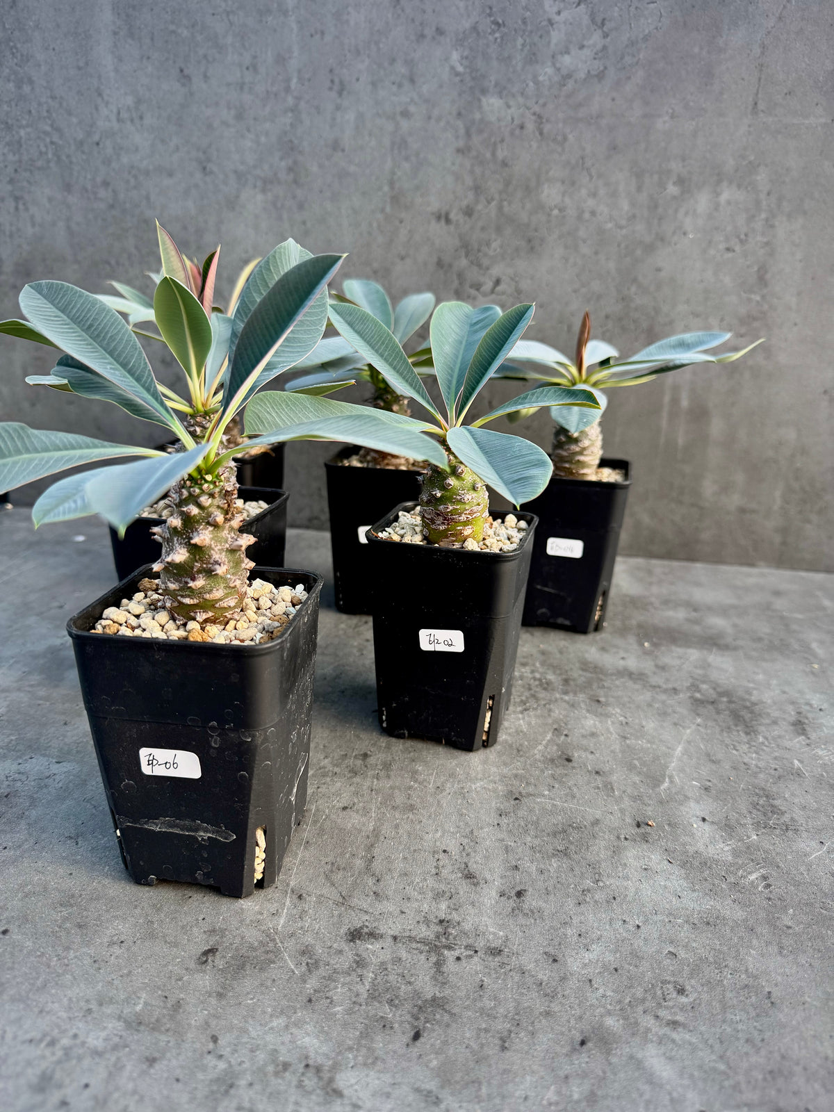 Euphorbia pachypodioides