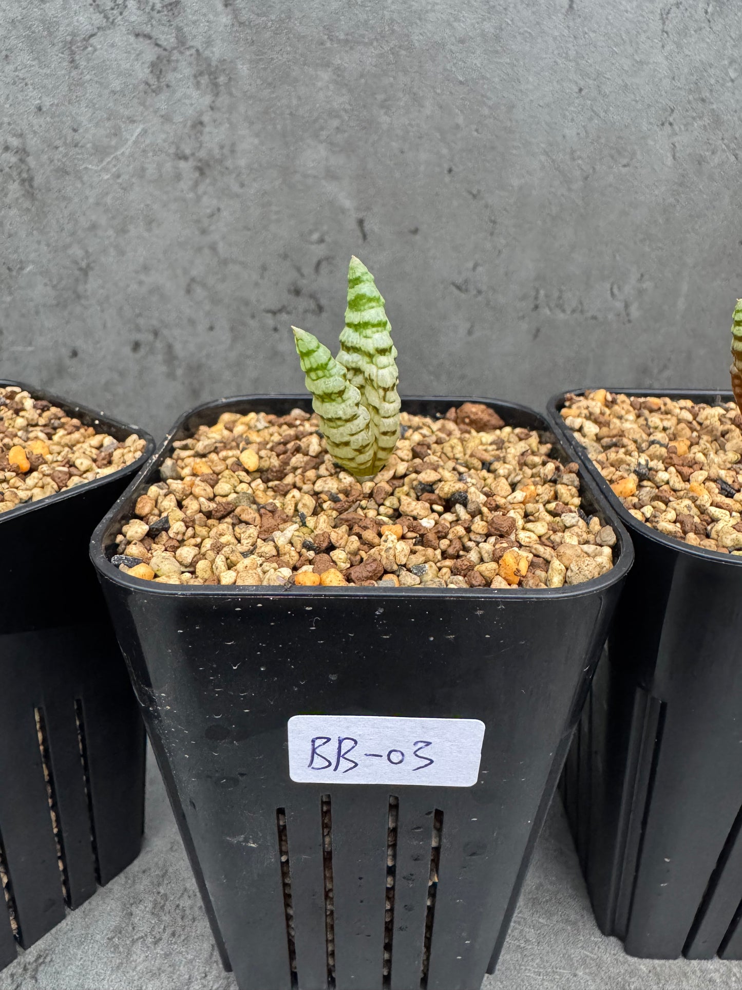 Bubine bruynsii - Rarität aus Namaqualand