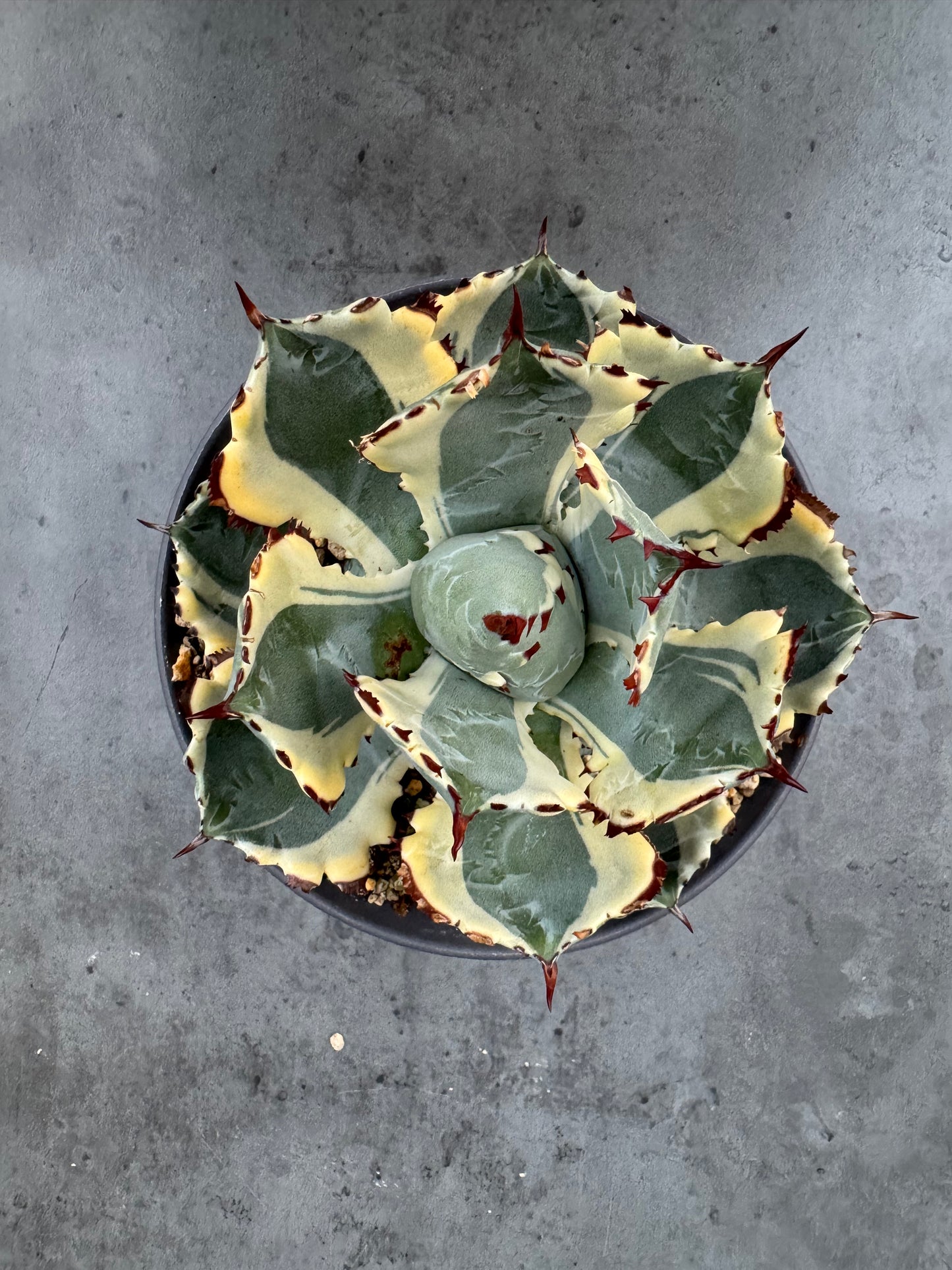 Agave isthmensis kabutogani