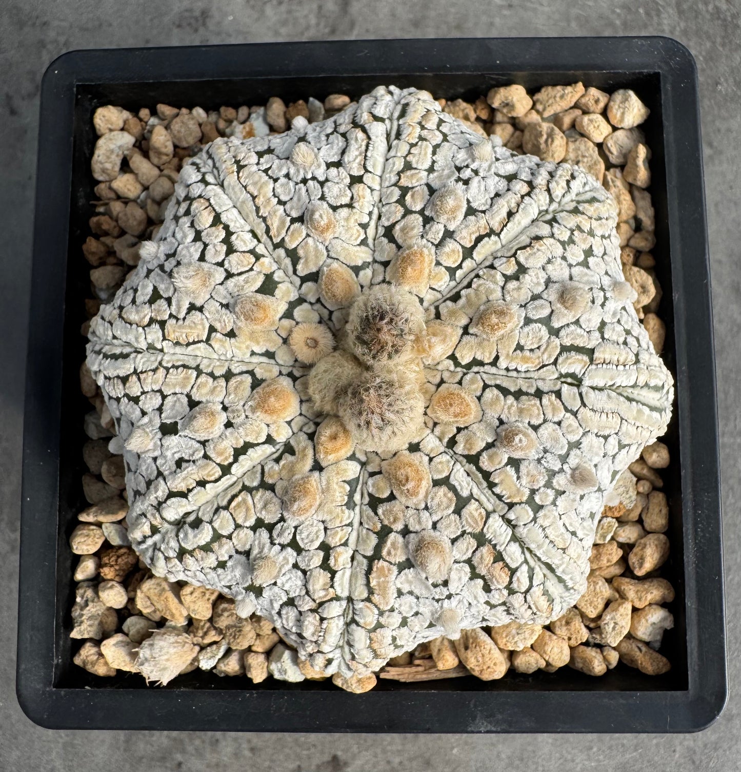 Astrophytum asterias miracle