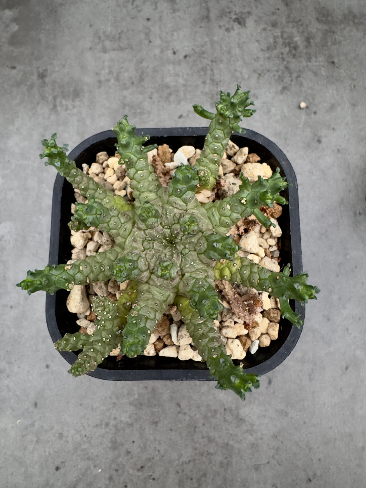 Euphorbia brevirama