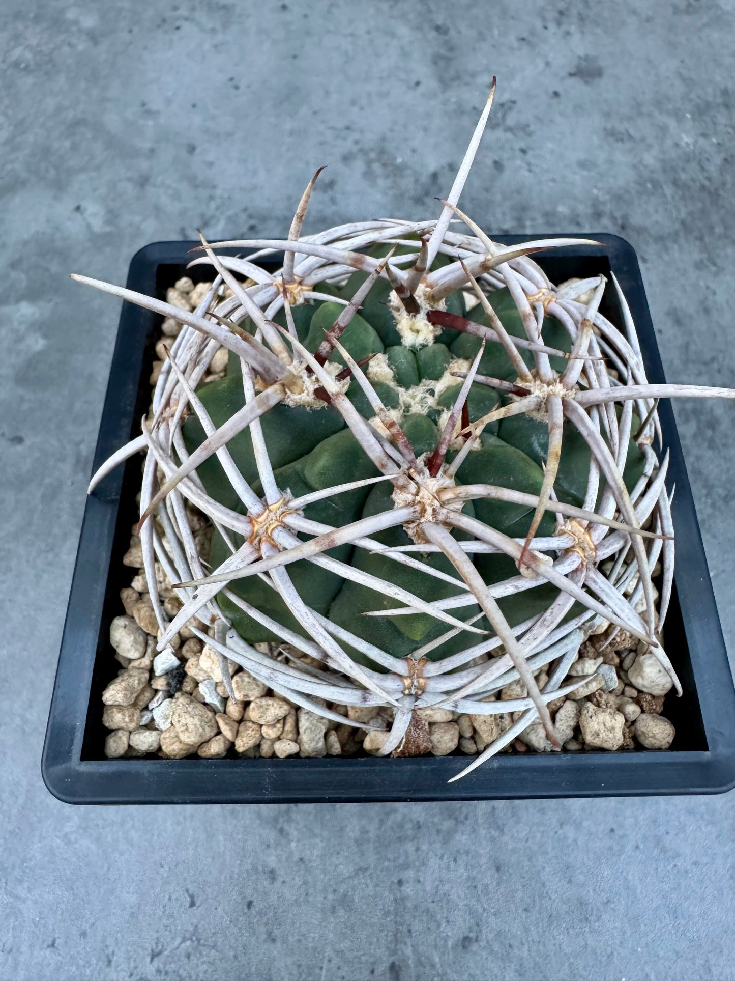 Gymnocalycium hybopleurum - super Selektion