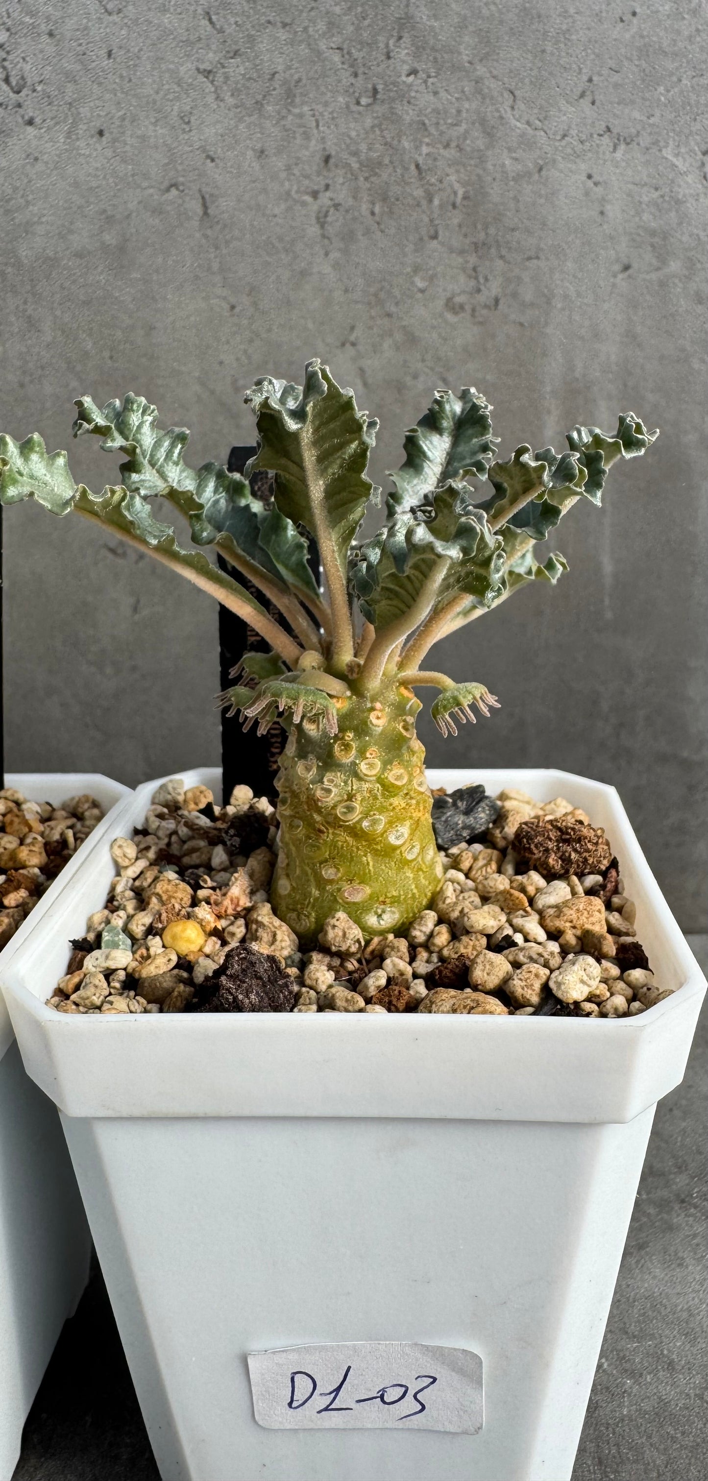 Dorstenia Lavrani