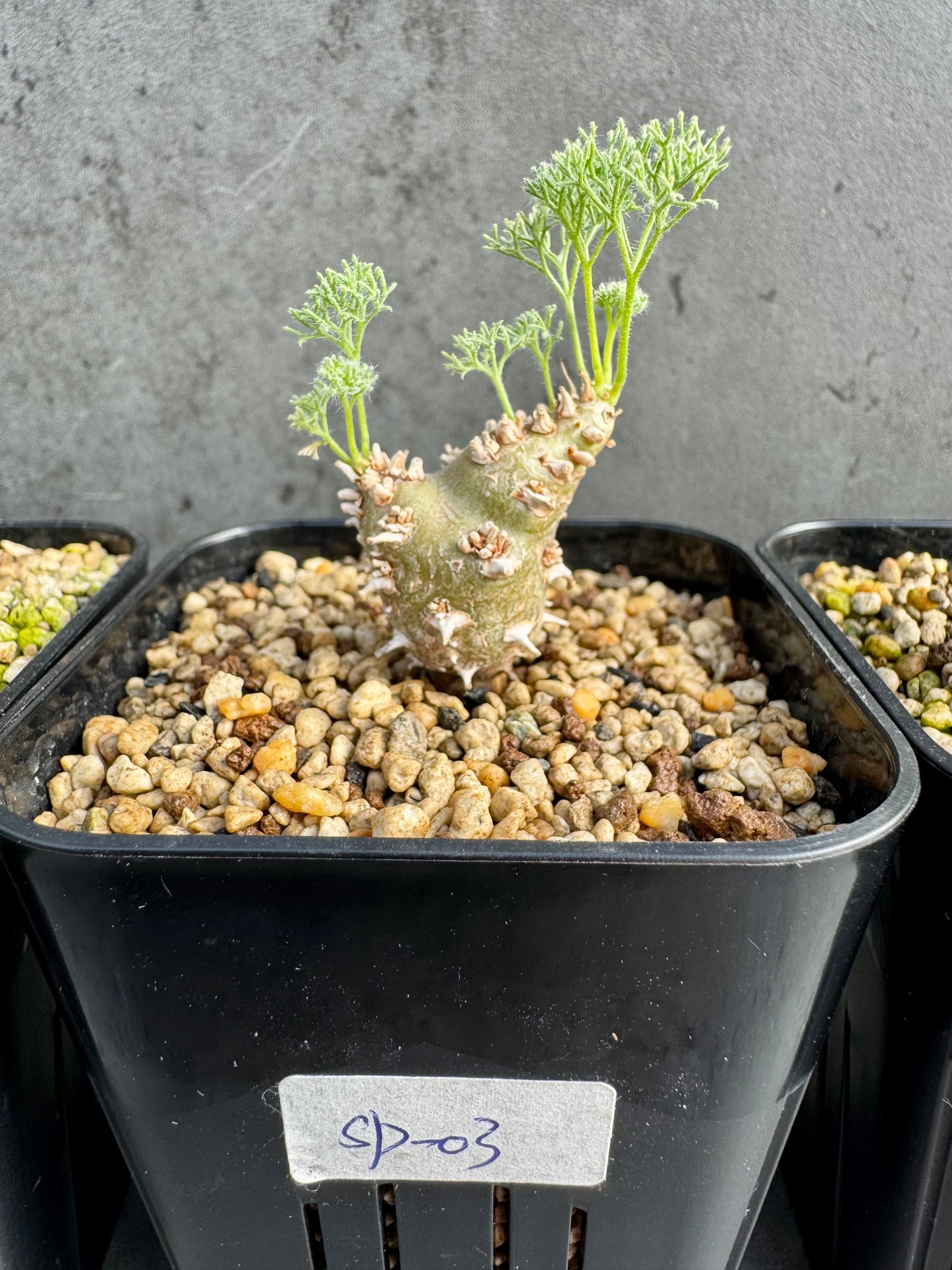 Sarcocaulon peniculinum