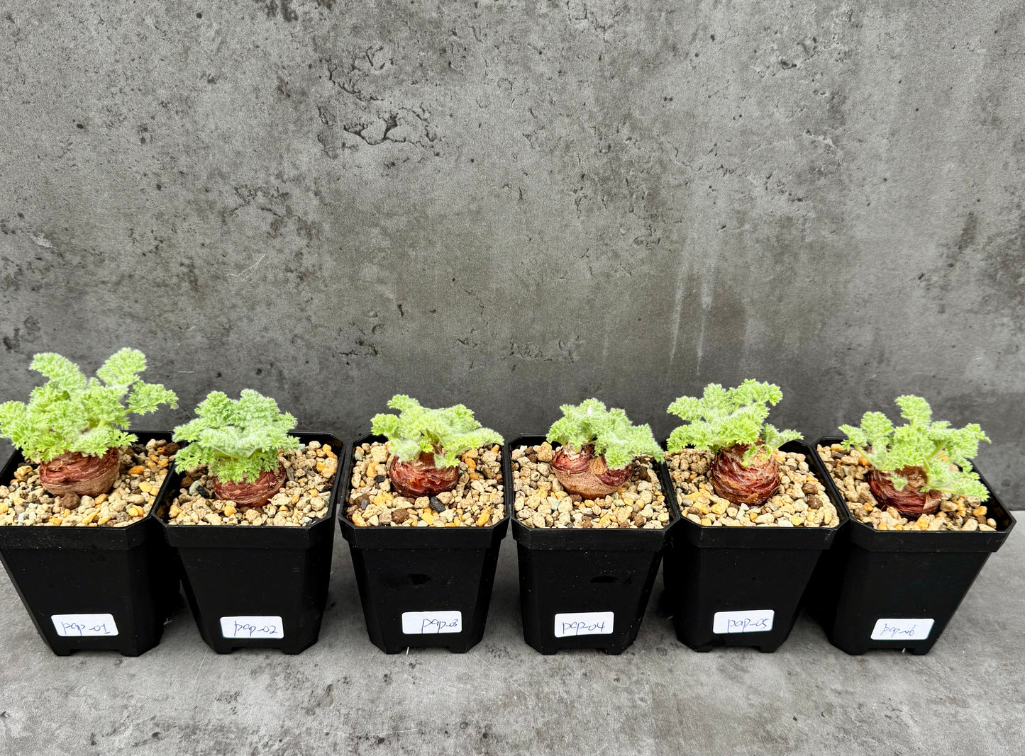 Pelargonium appendiculatum