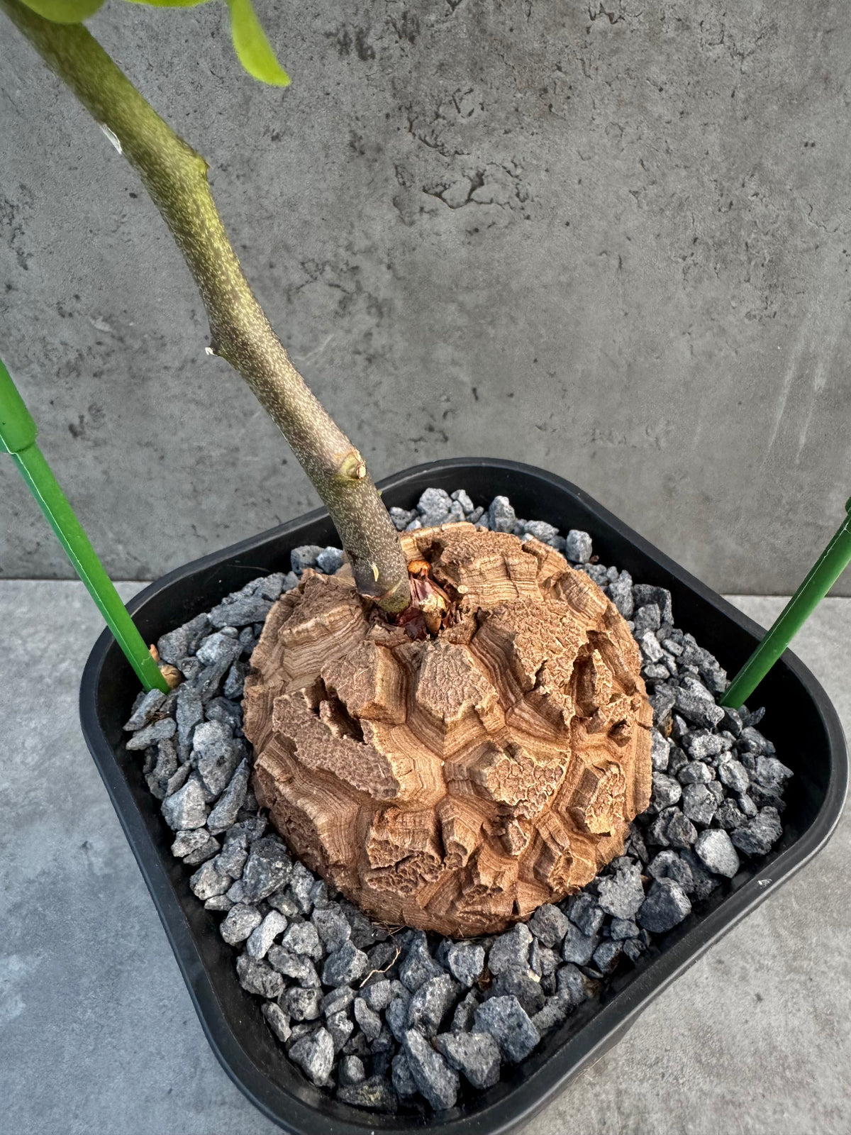 Dioscorea elephantipes – vollständig bewurzeltes Exemplar – Dio-11