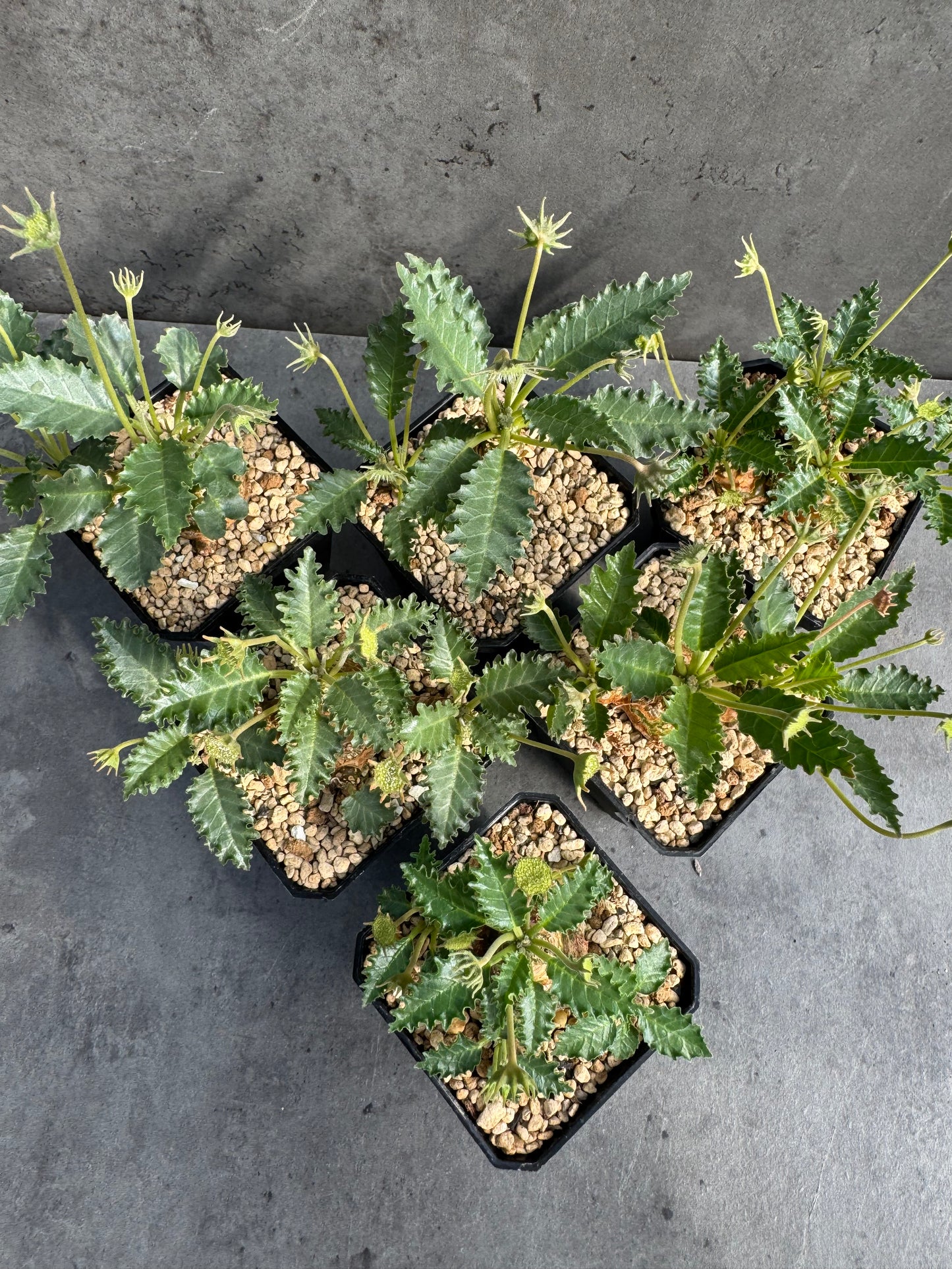Dorstenia horwoodii