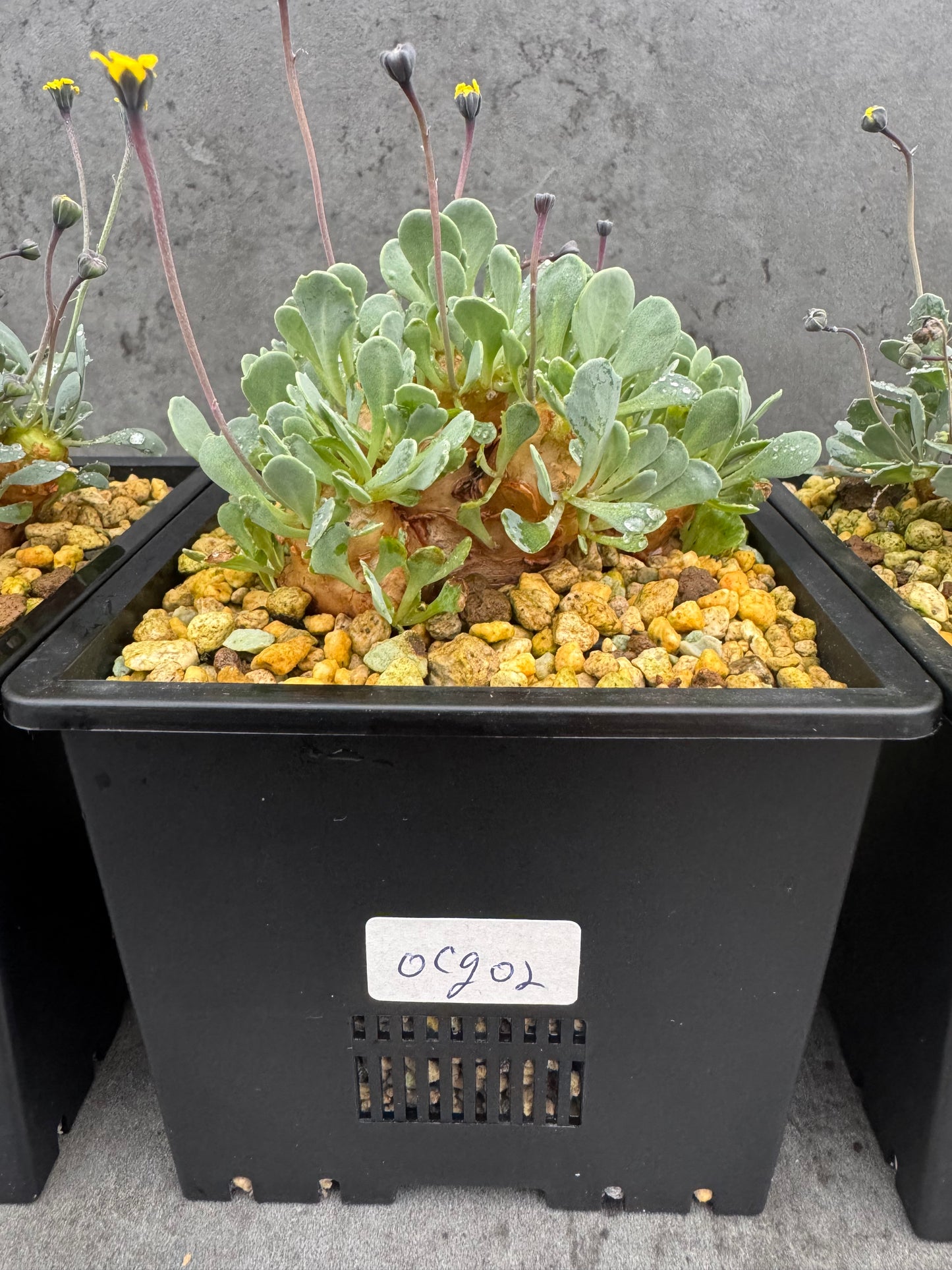 Othonna cacalioides - XXL Exemplar