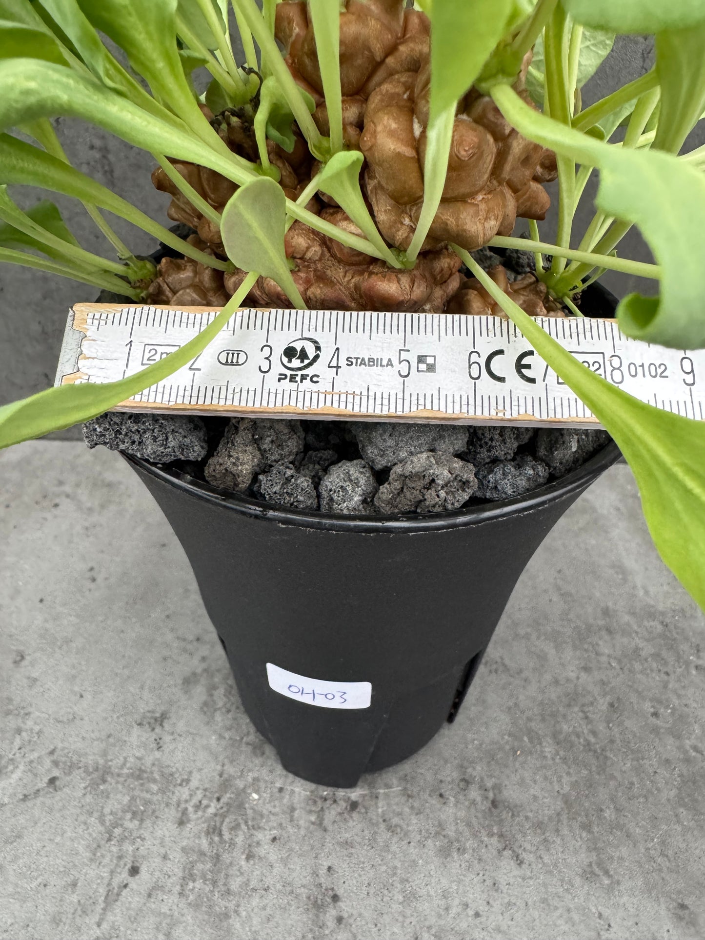 Othonna herrei - große Pflanzen