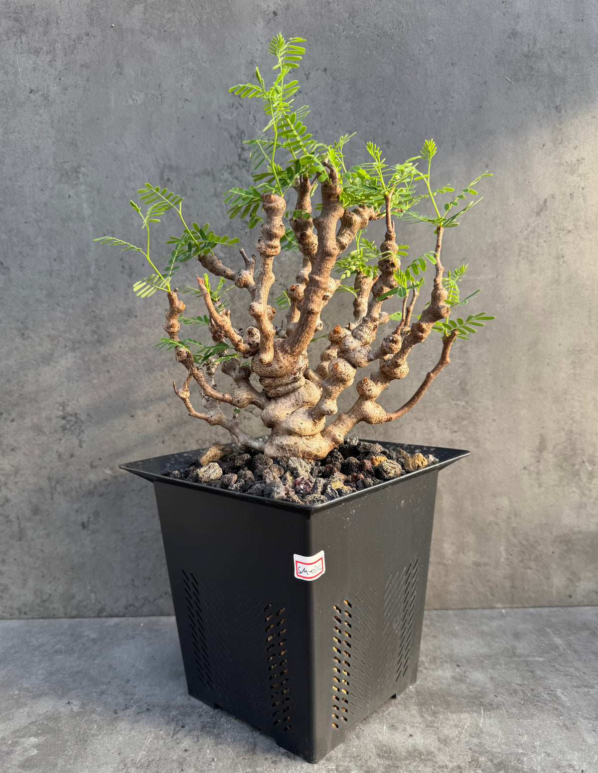 Senna meridionalis - ein exklusives Exemplar! (XL-03)