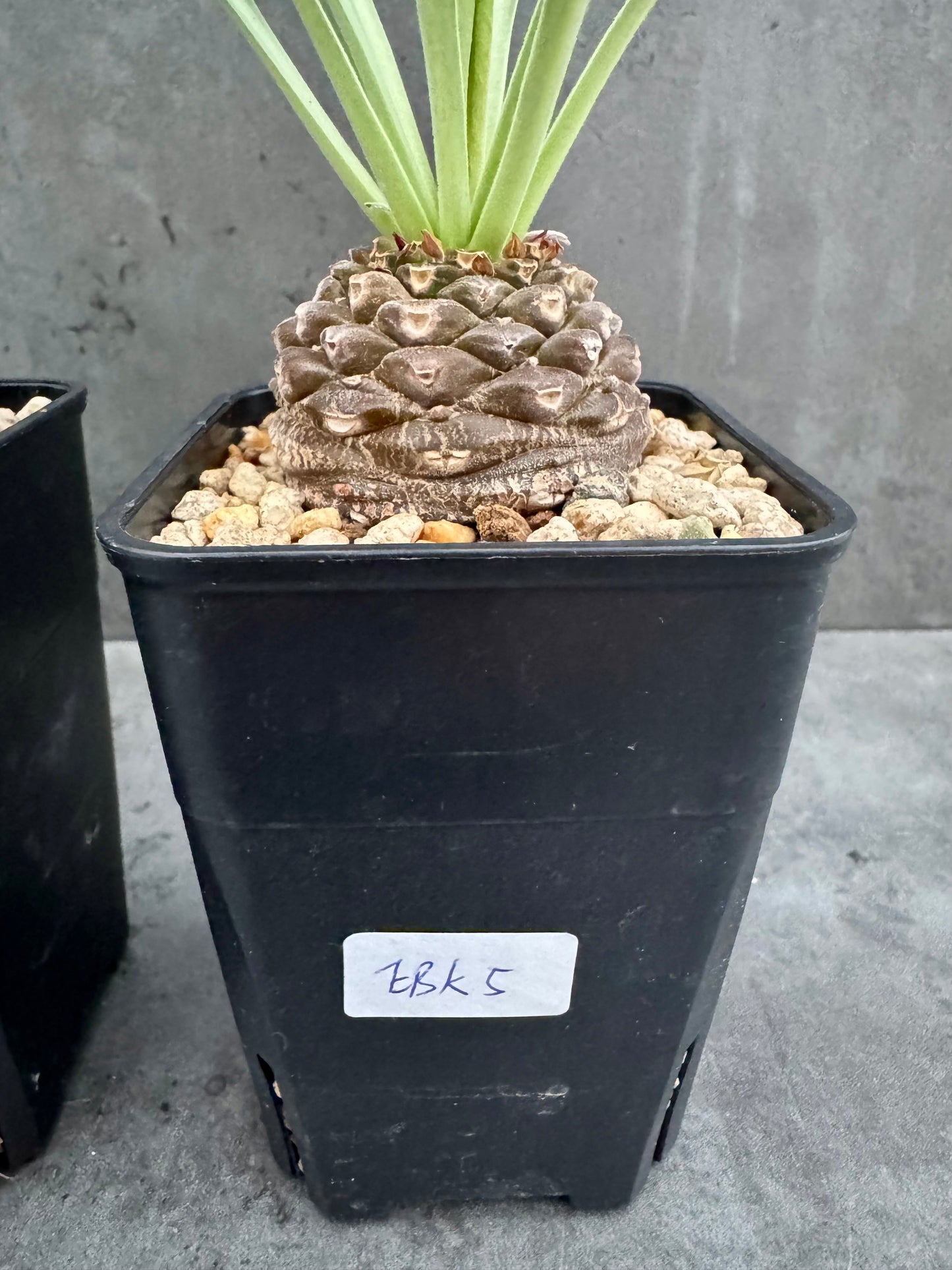 Euphorbia bupleurifolia – Exklusive Caudexpflanze mit Palmen- & Ananasoptik