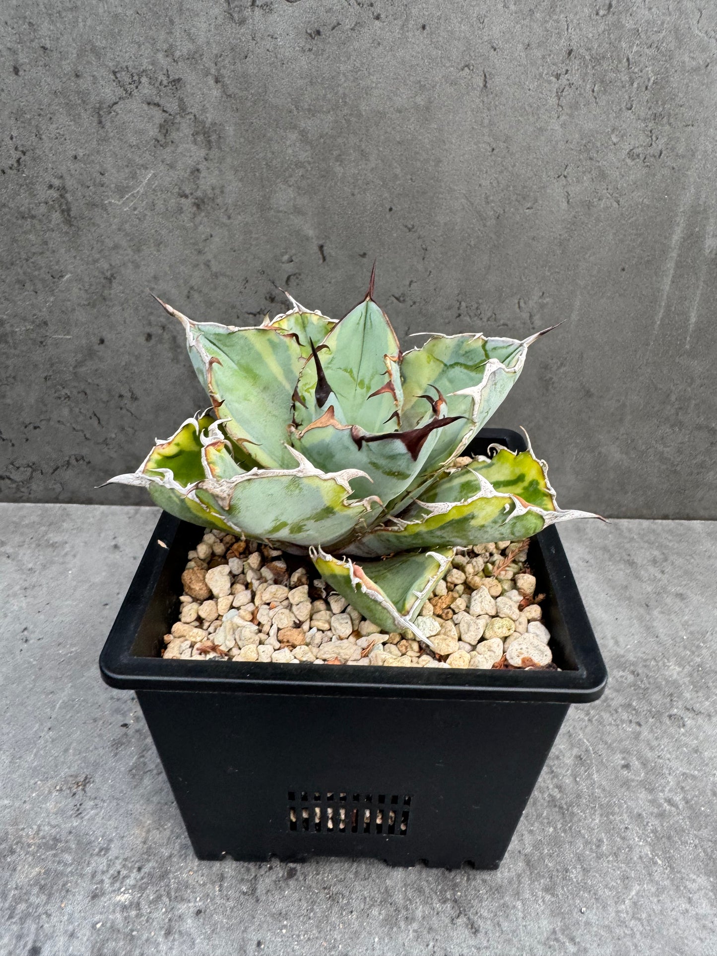 Agave Titanota Black And Blue Variegata