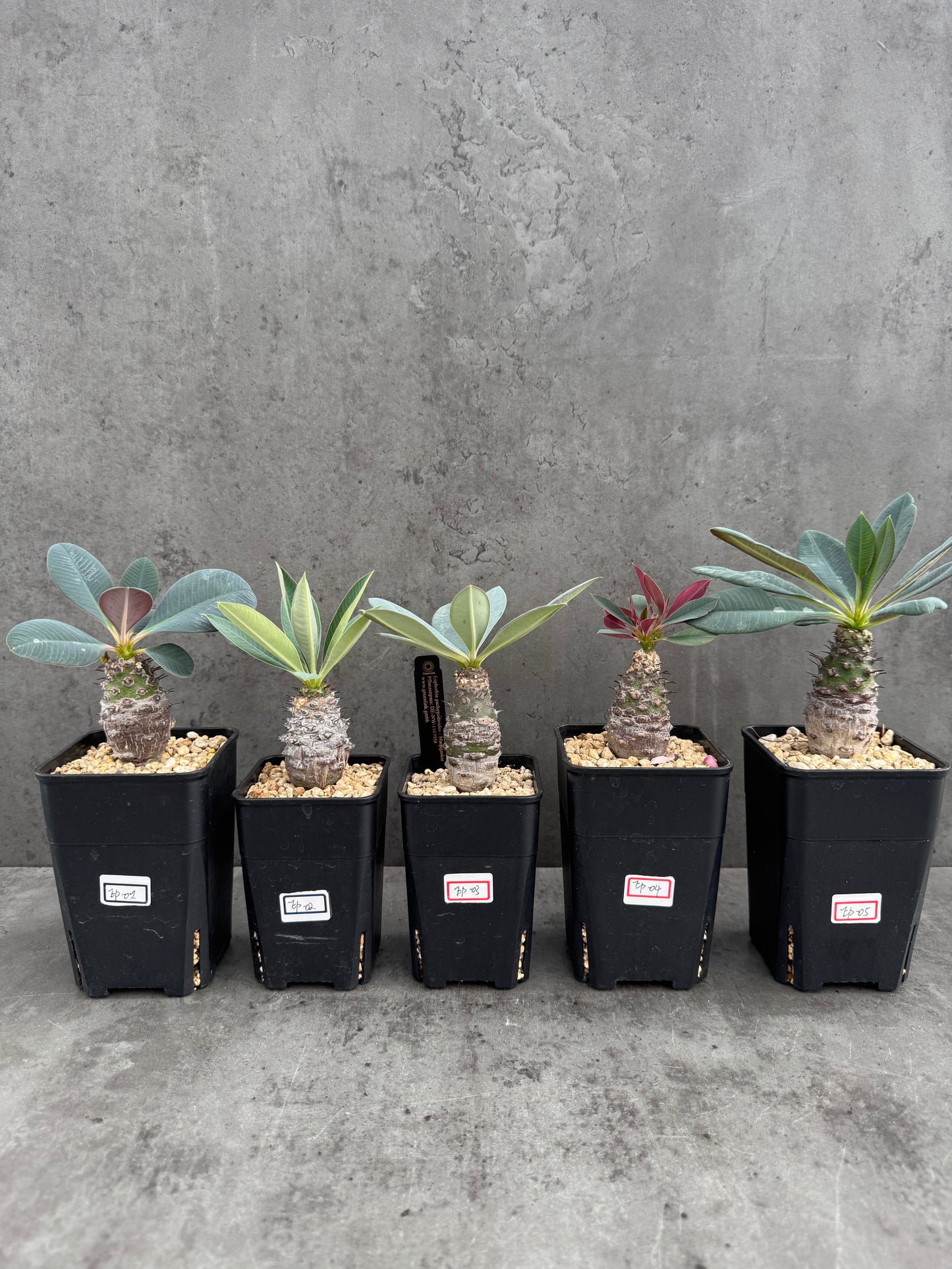 Euphorbia pachypodioides