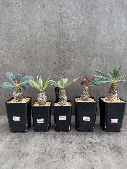 Euphorbia pachypodioides