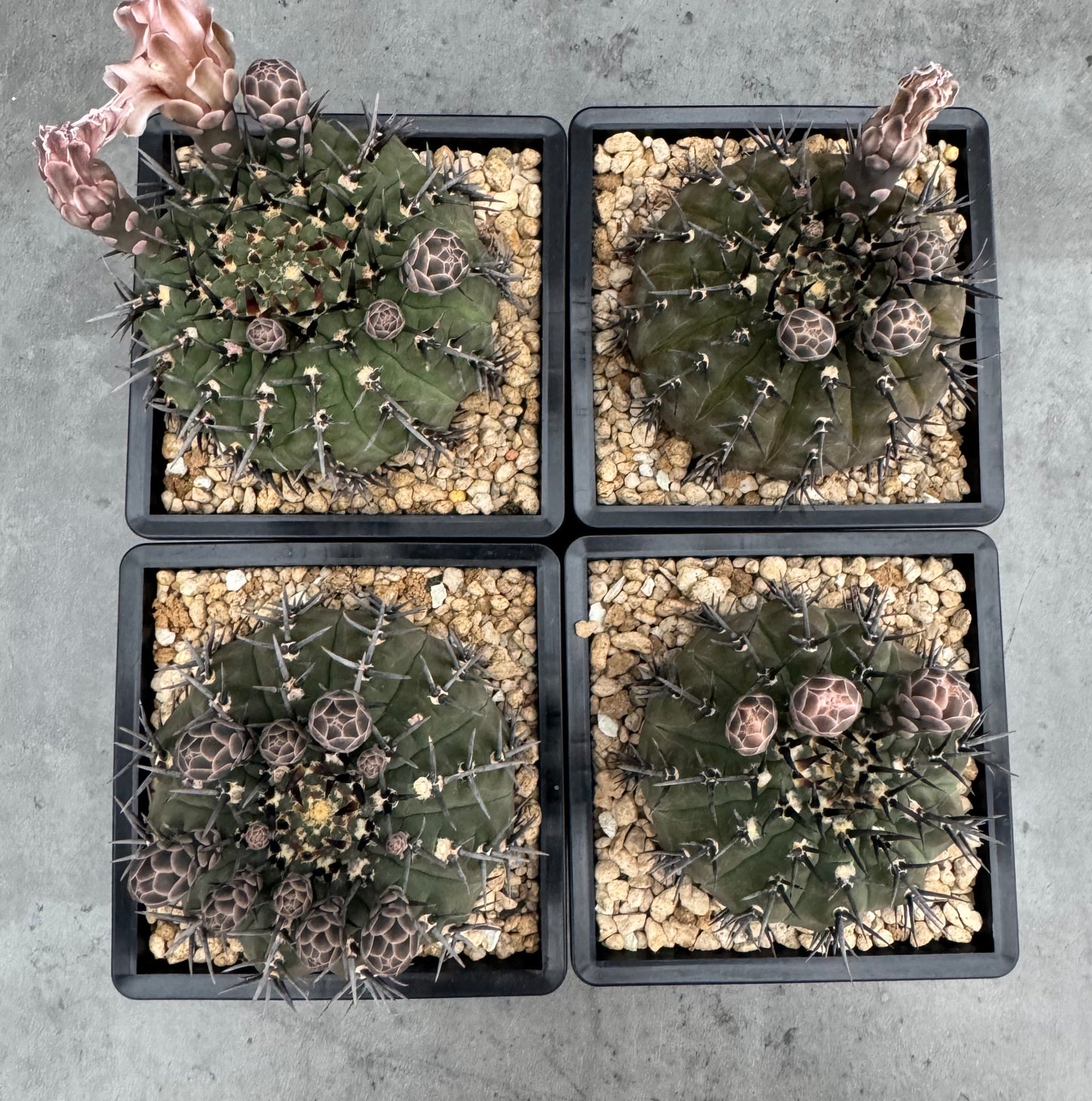 Gymnocalycium asterium nigrispina - großes Exemplar