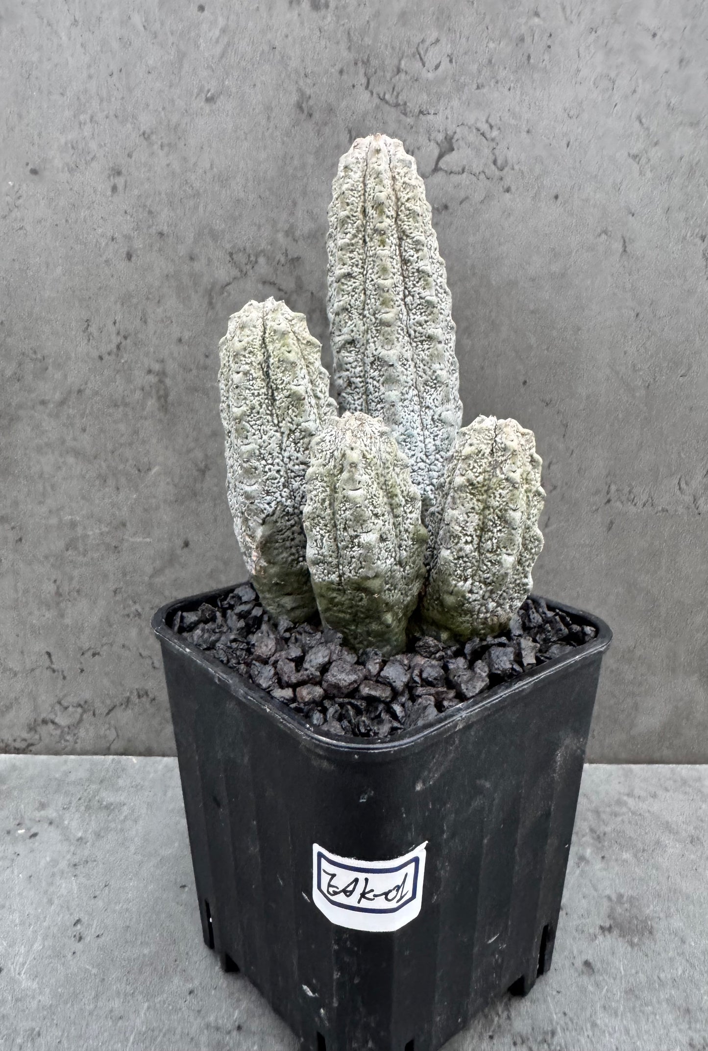 Euphorbia abdelkuri  – Wurzelecht