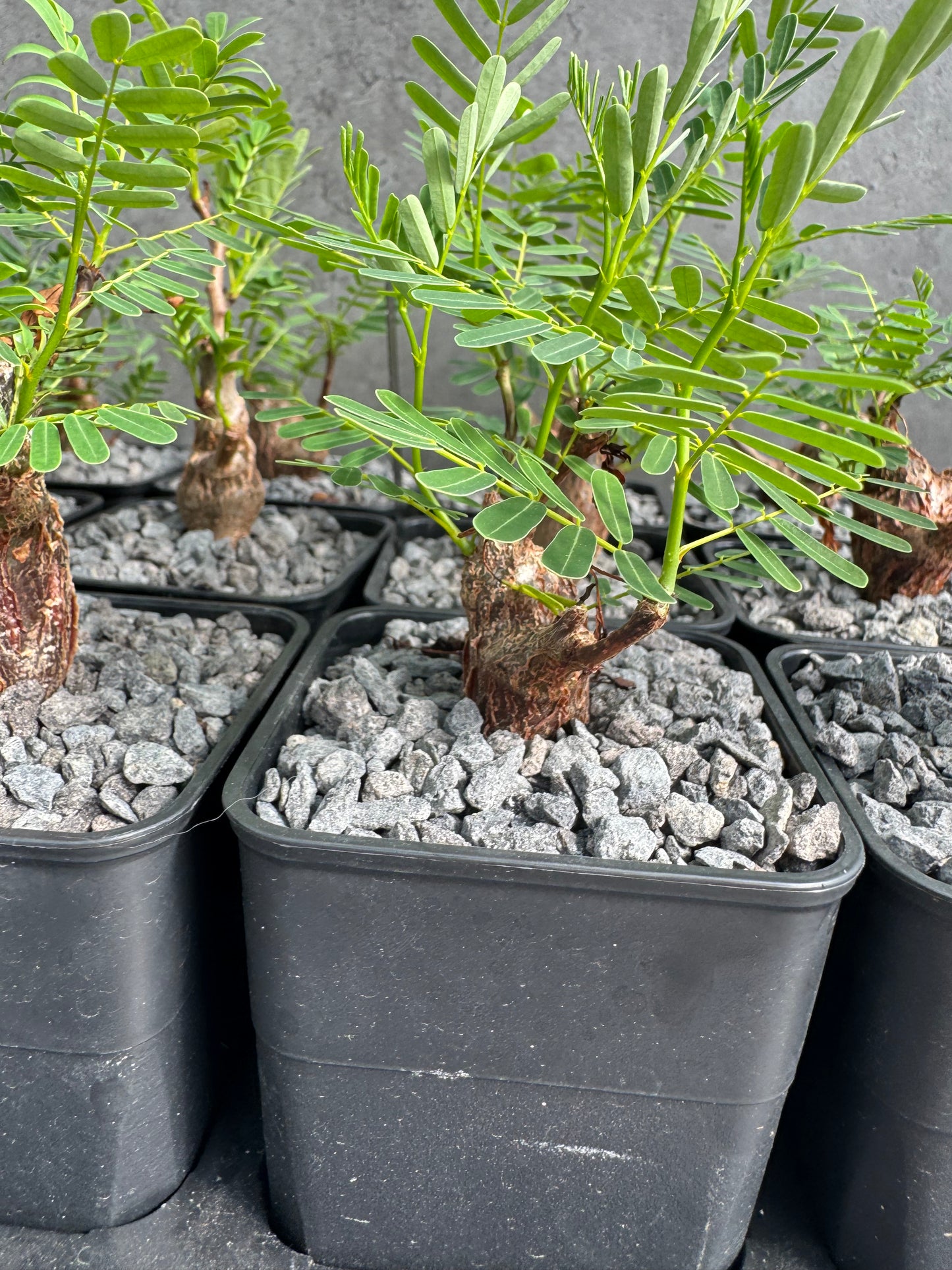 Senna meridionalis