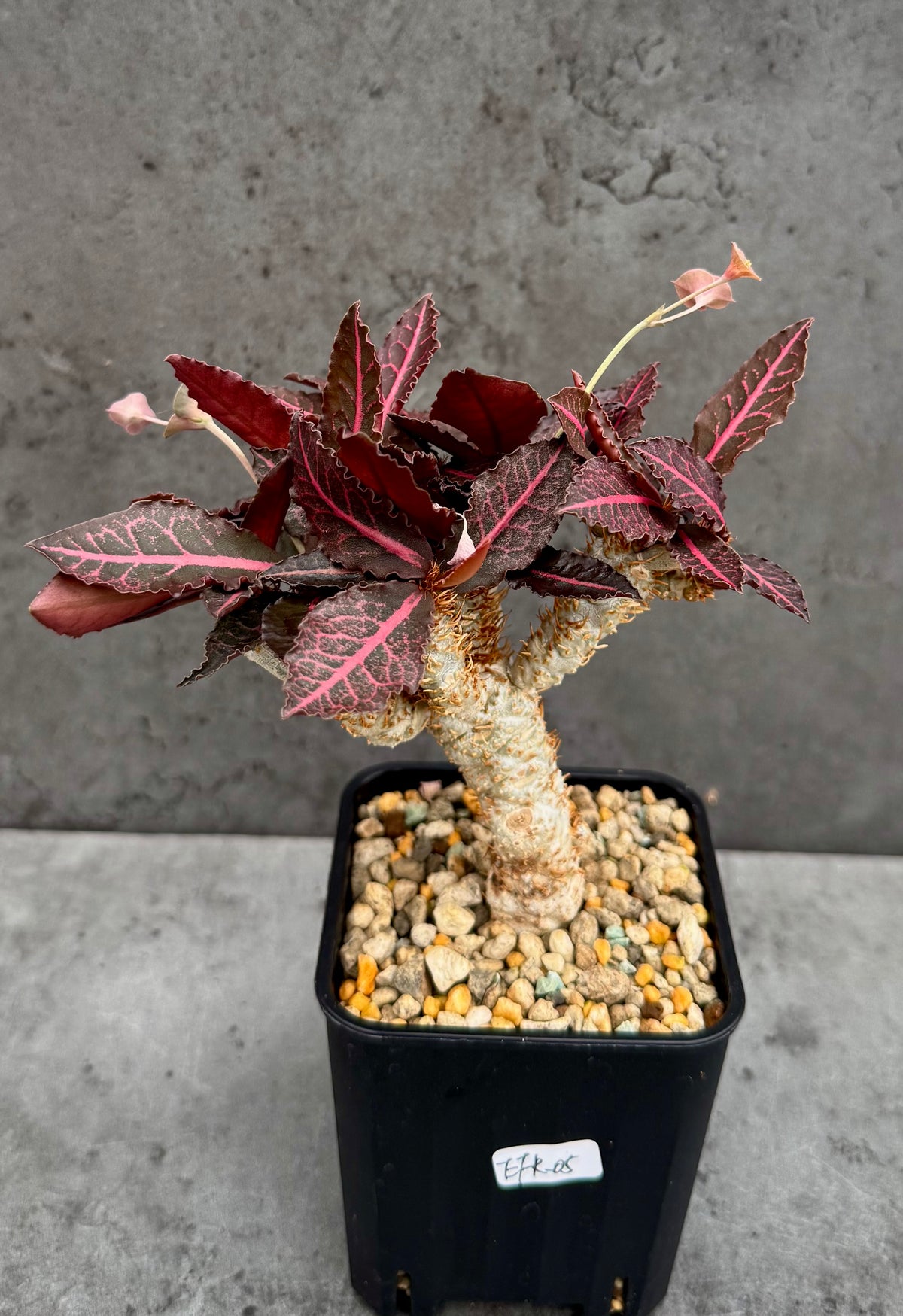 Euphorbia francoisii var. crassicaulis 'Rubrifolia' – robust kultiviert in rein mineralischem Substrat.